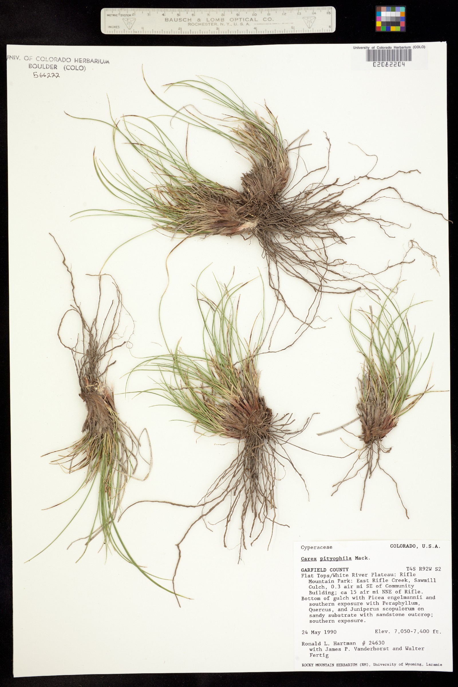 Carex pityophila image