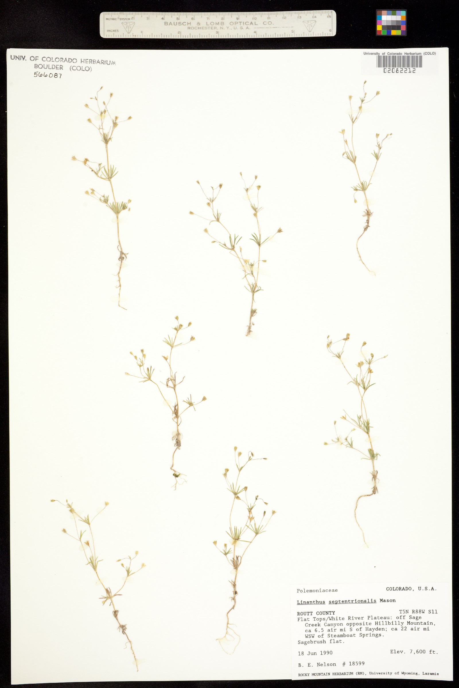 Leptosiphon septentrionalis image