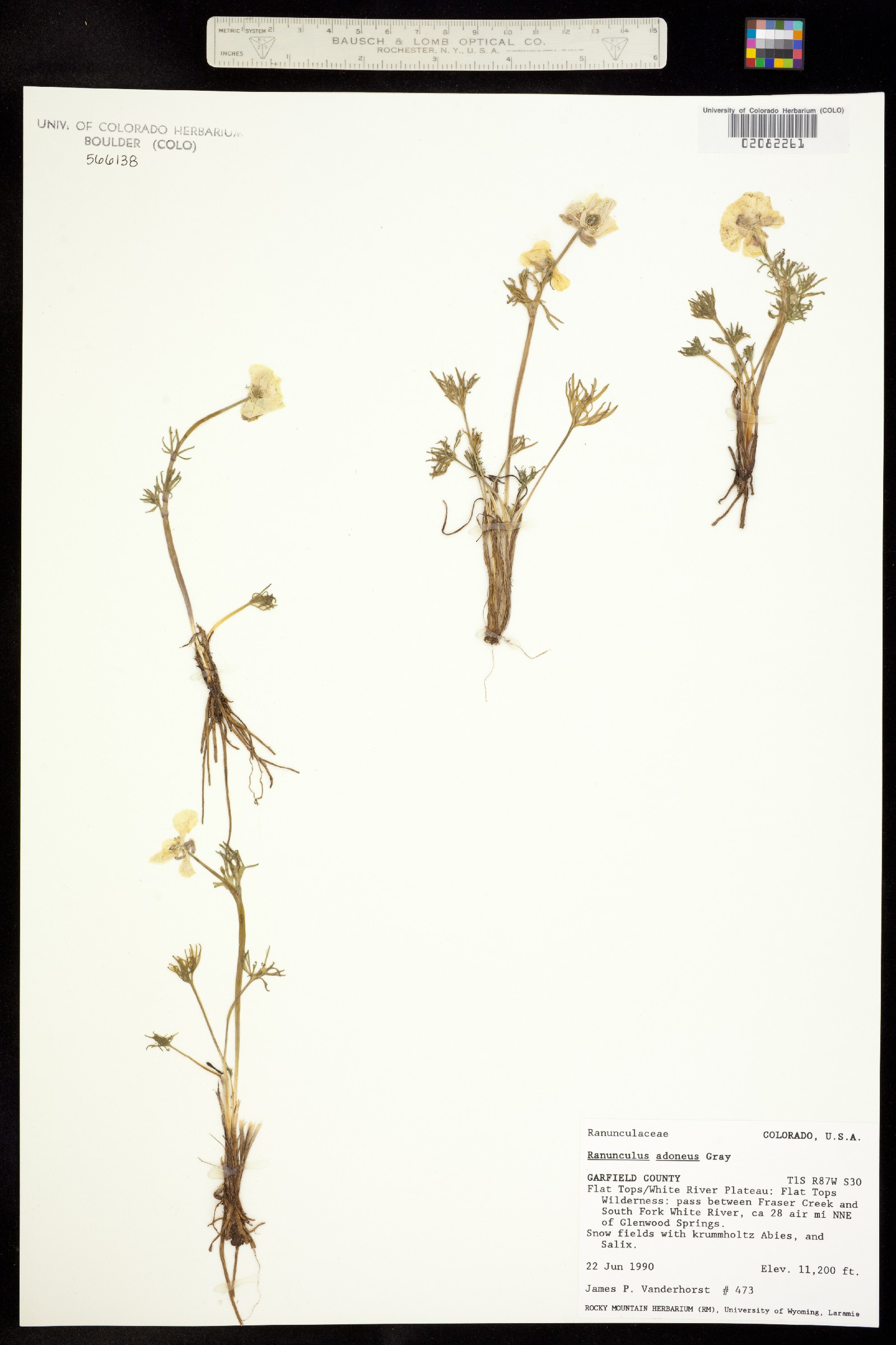 Ranunculus adoneus image