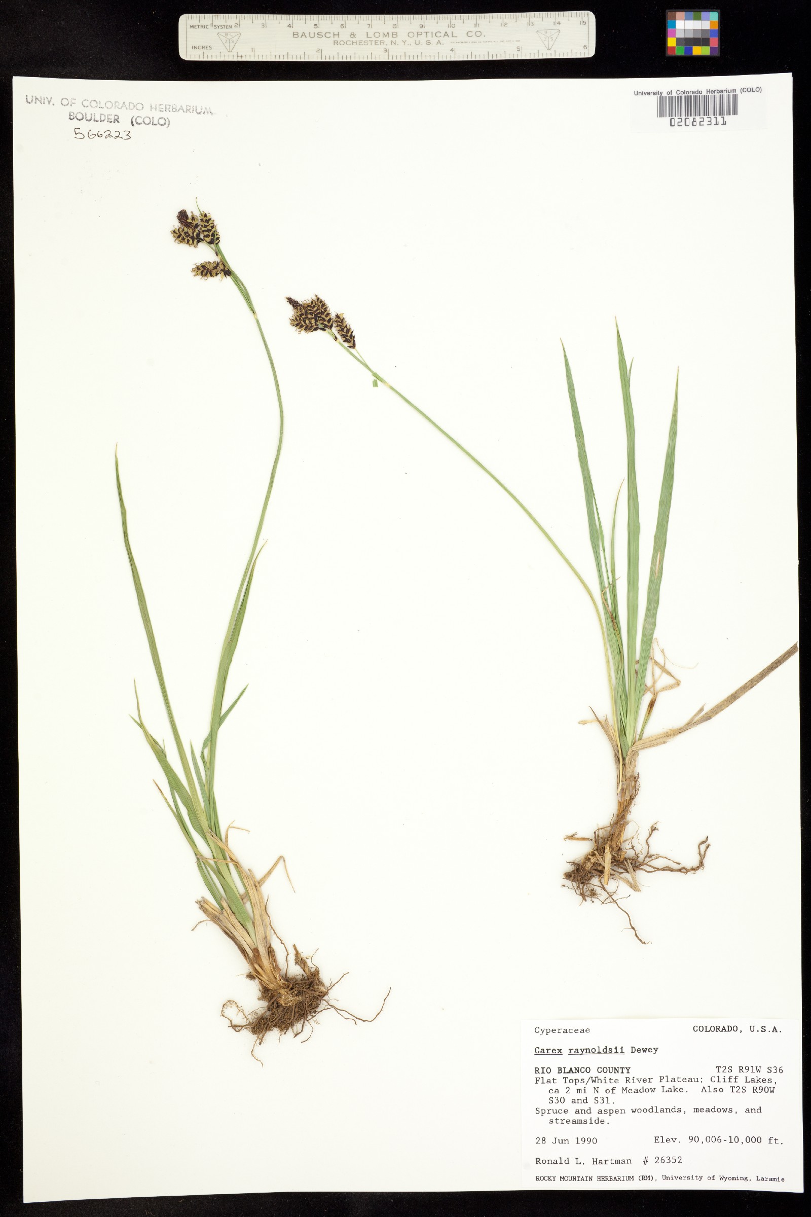 Carex raynoldsii image