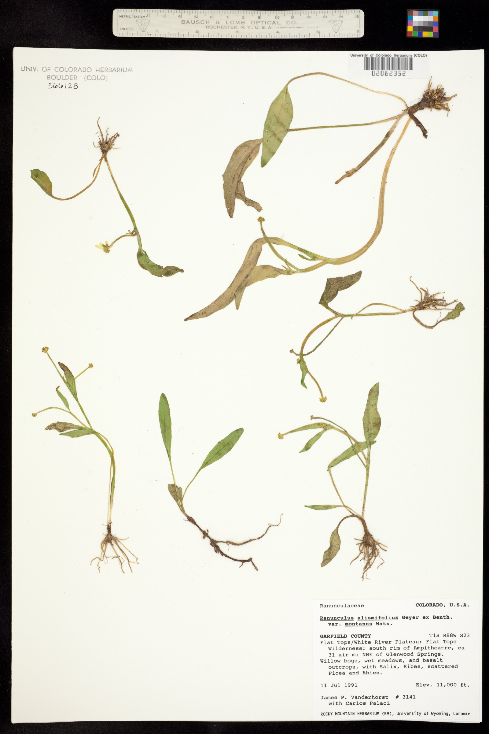 Ranunculus alismifolius image