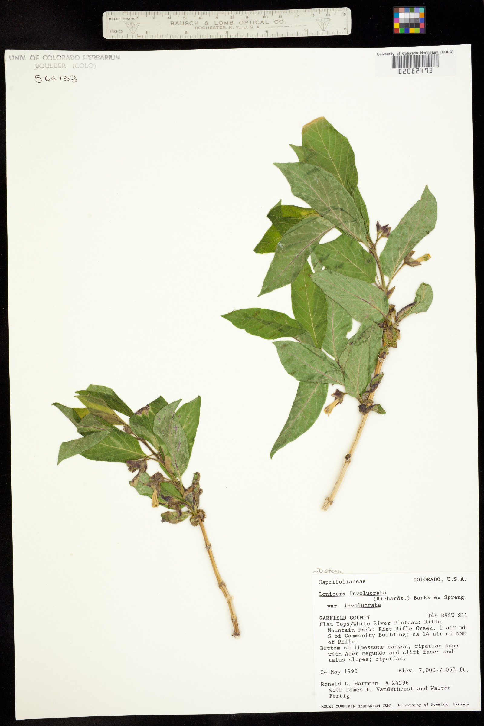 Lonicera involucrata var. involucrata image