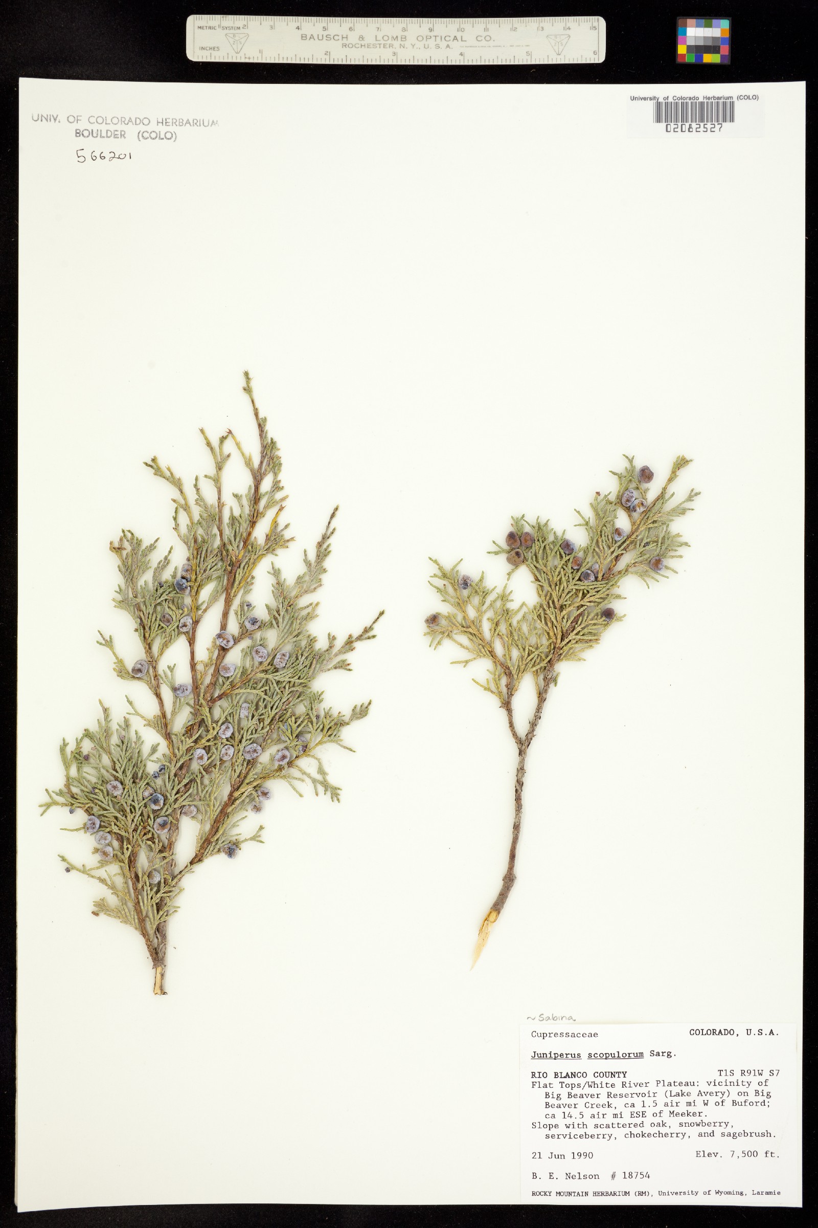 Juniperus scopulorum image