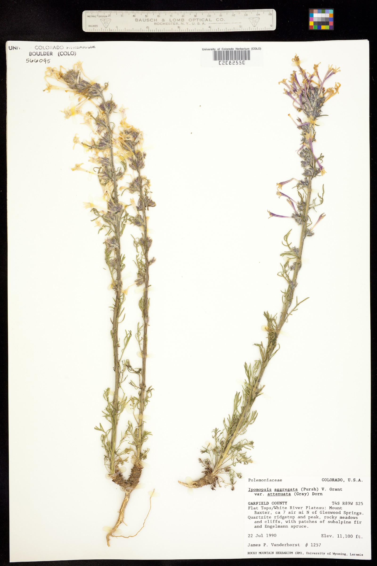 Ipomopsis aggregata ssp. attenuata image