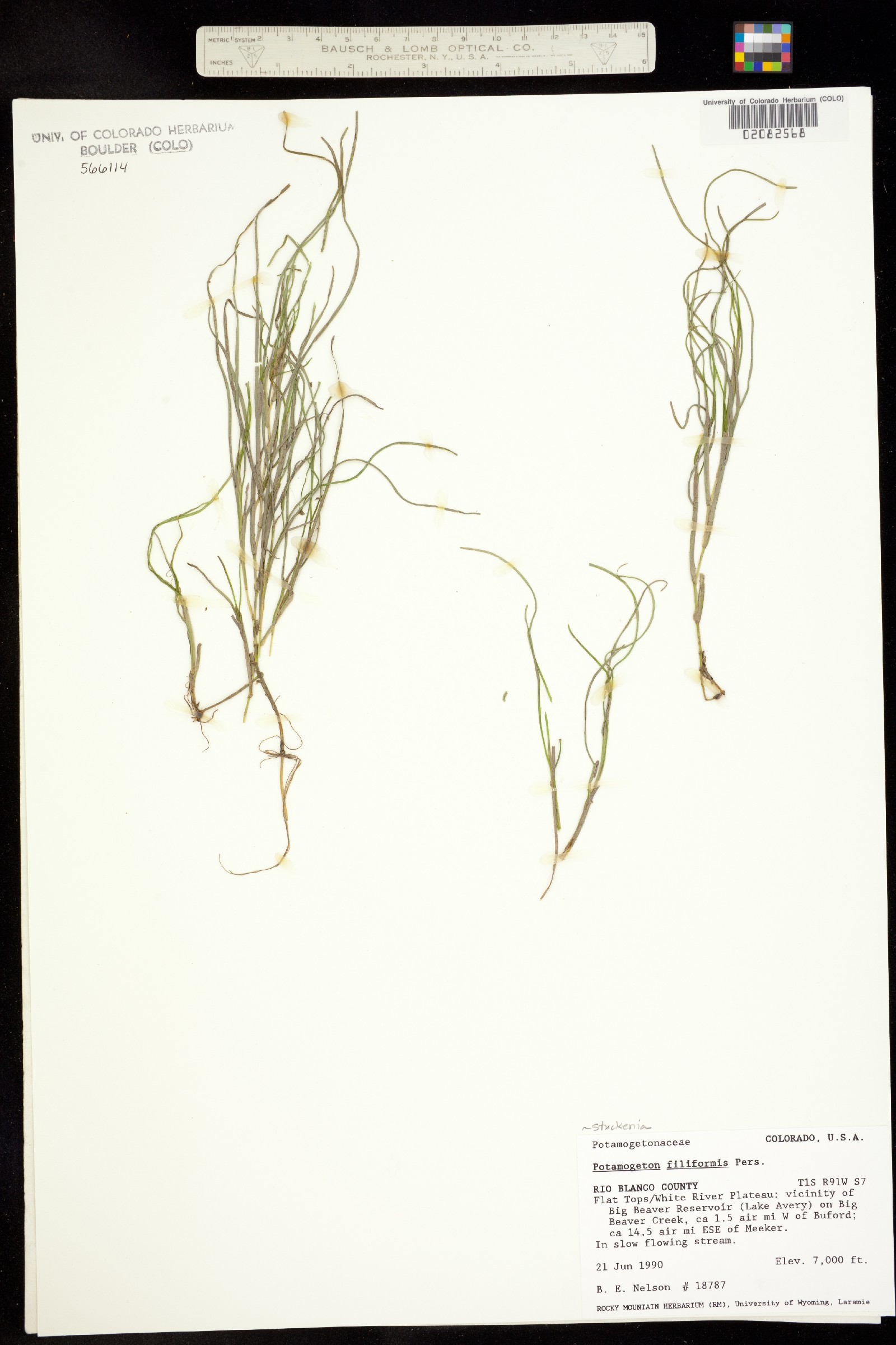 Stuckenia filiformis ssp. alpina image