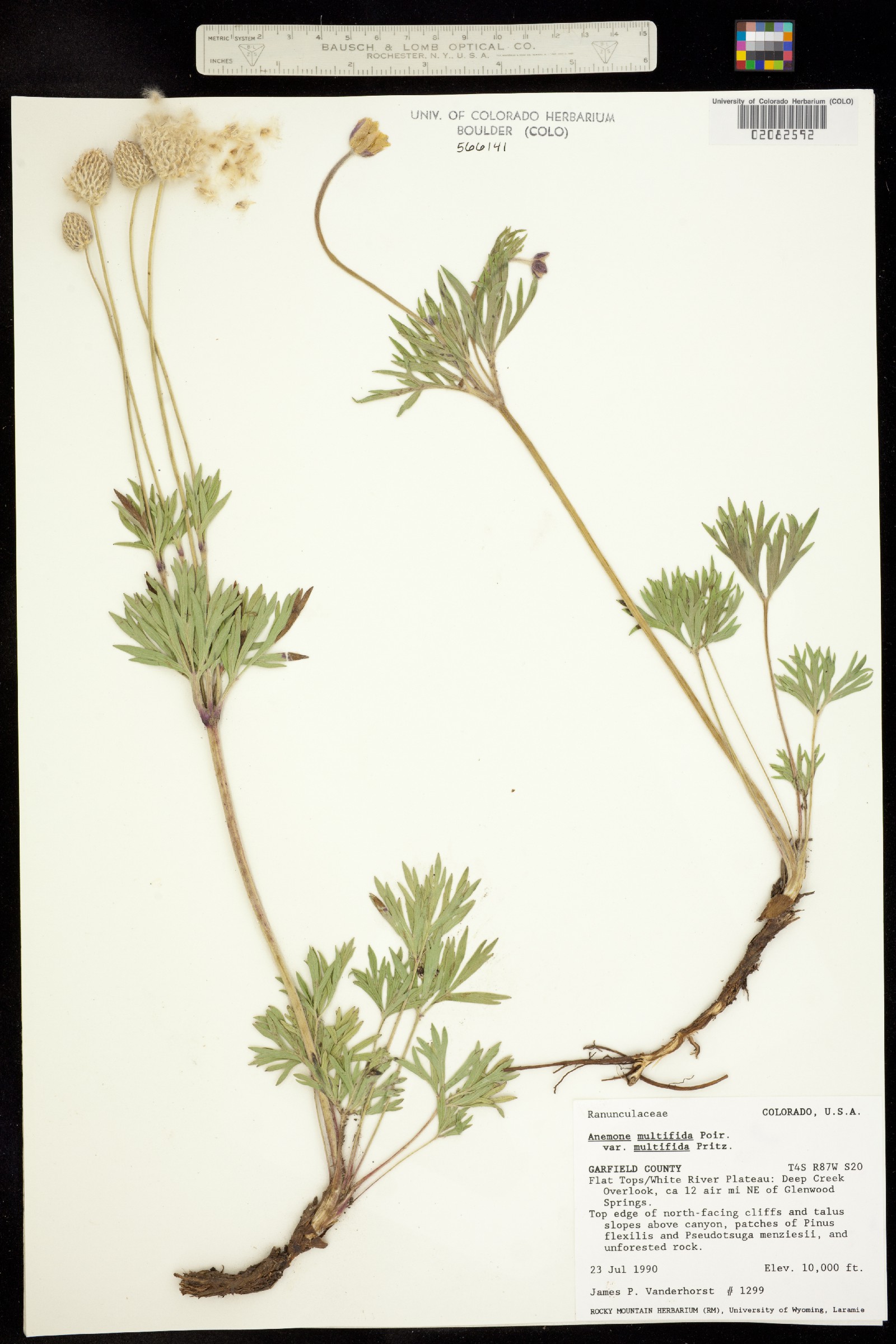 Anemone patens var. multifida image