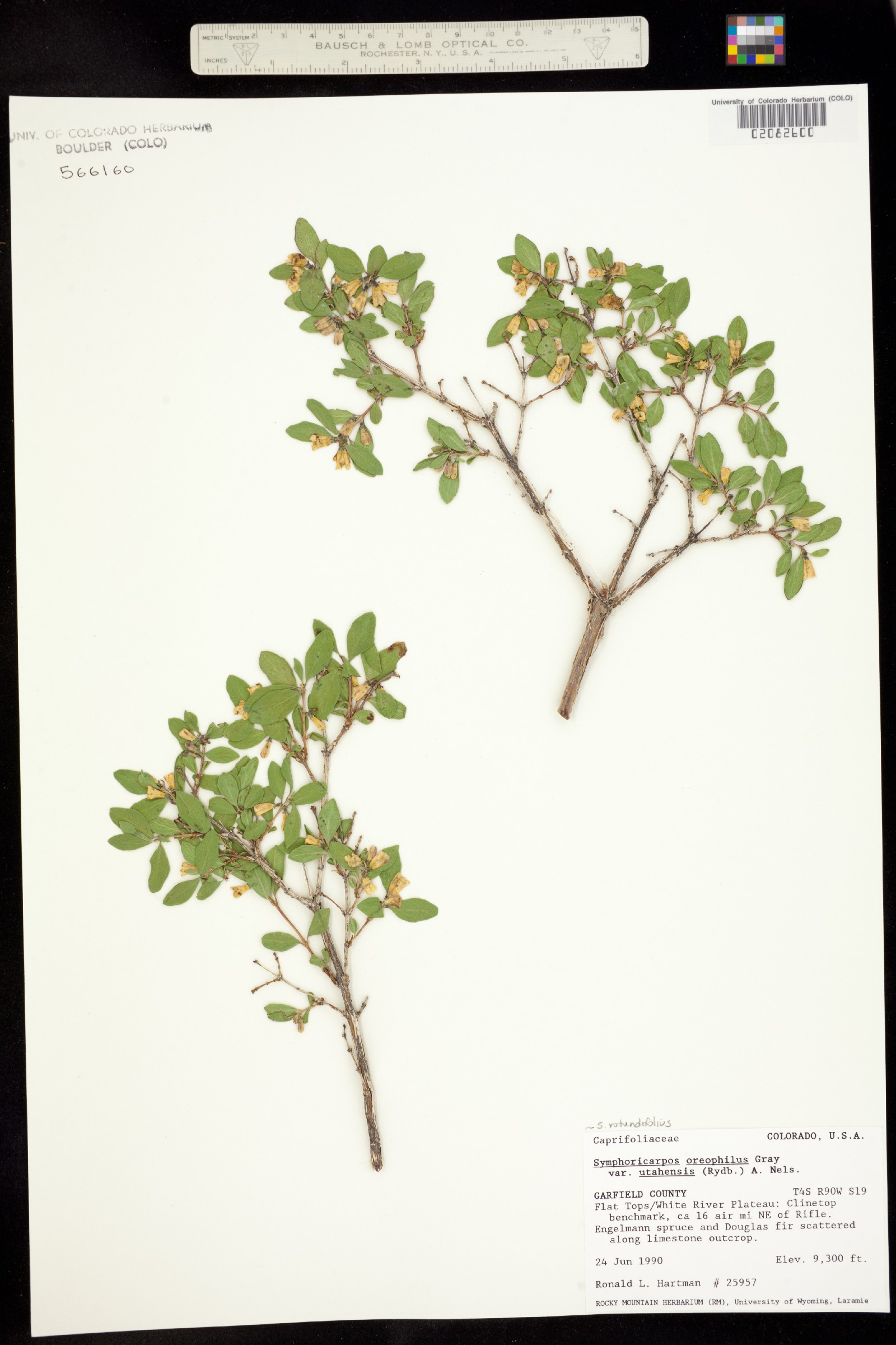 Symphoricarpos rotundifolius image