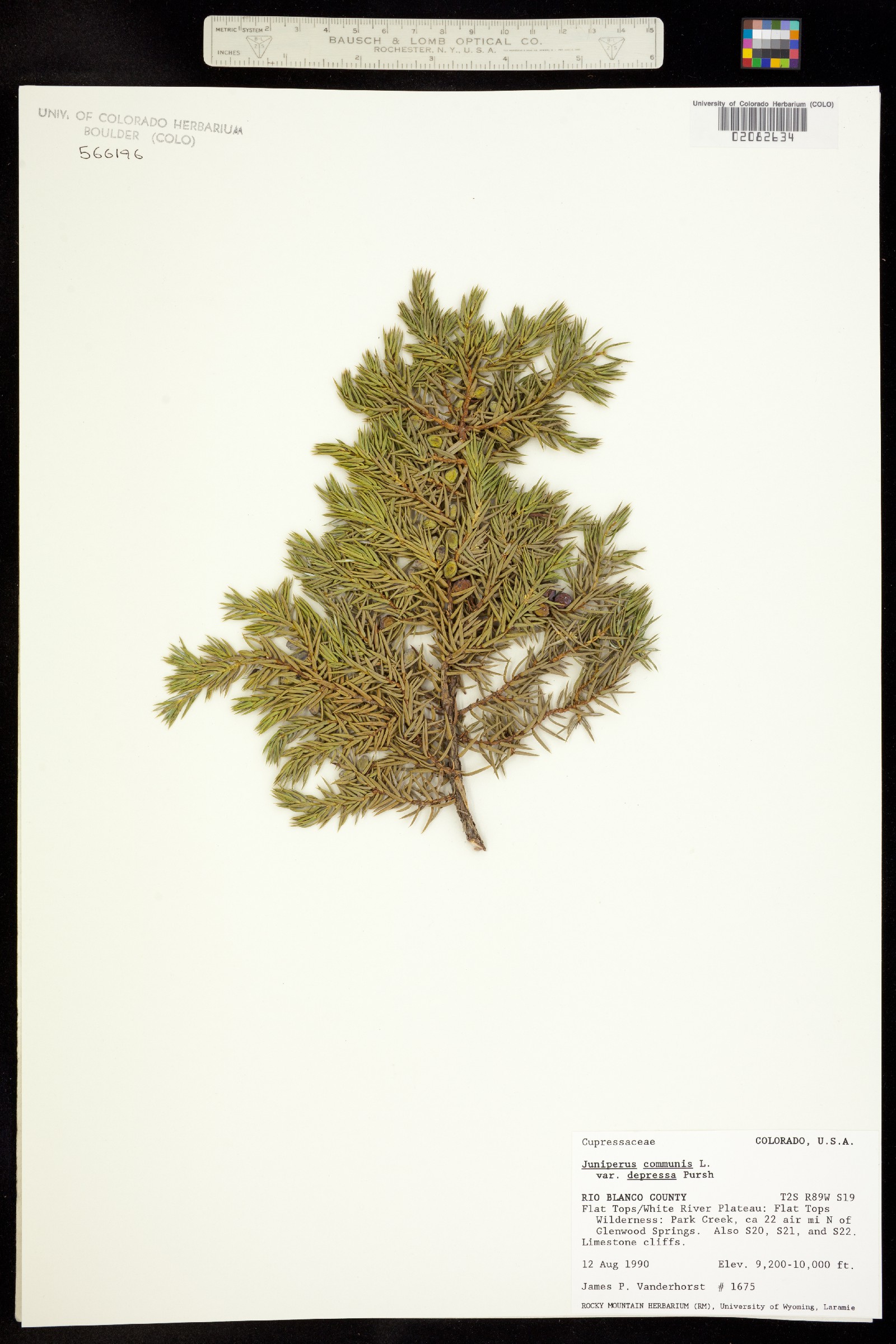 Juniperus communis var. montana image