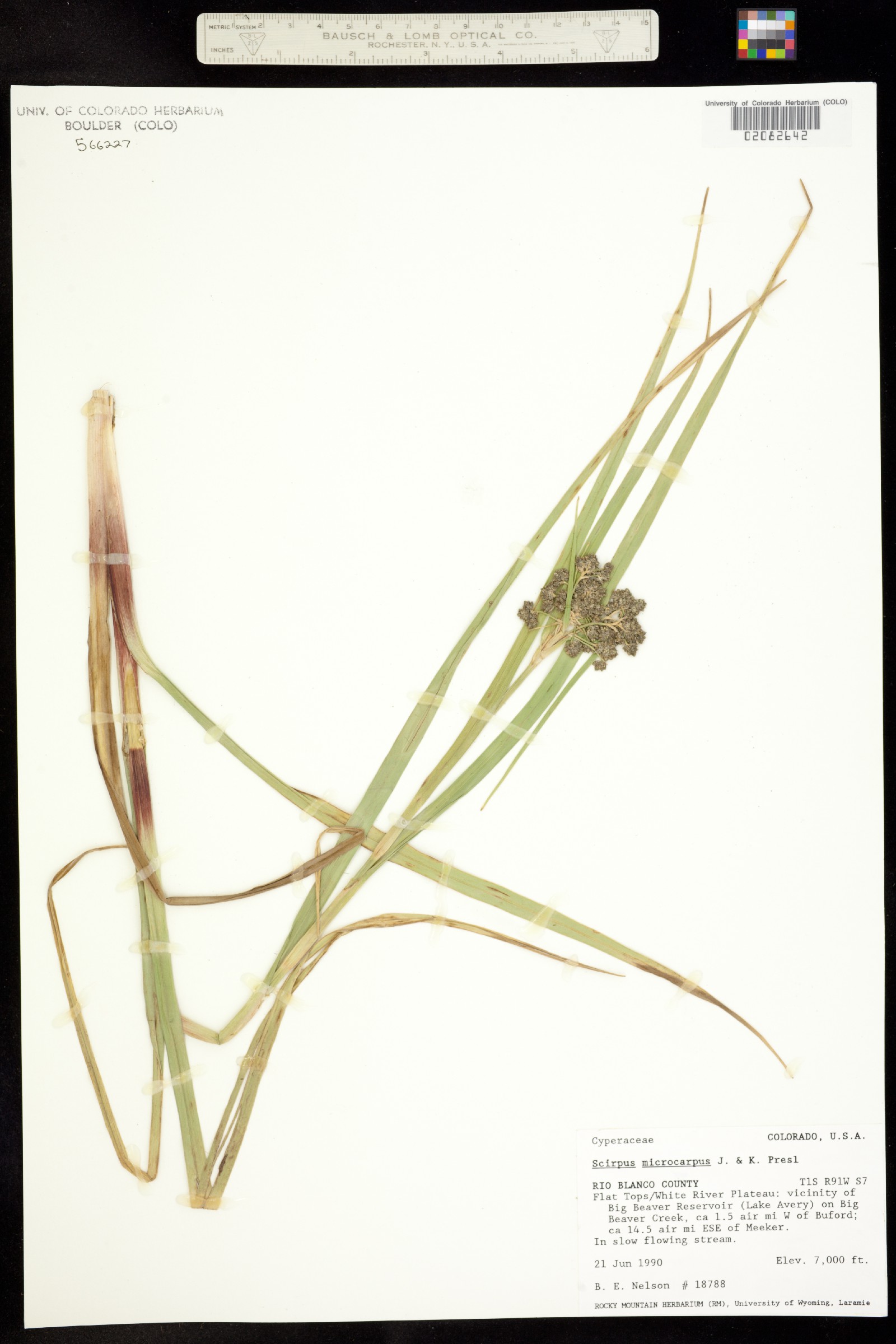 Scirpus microcarpus image