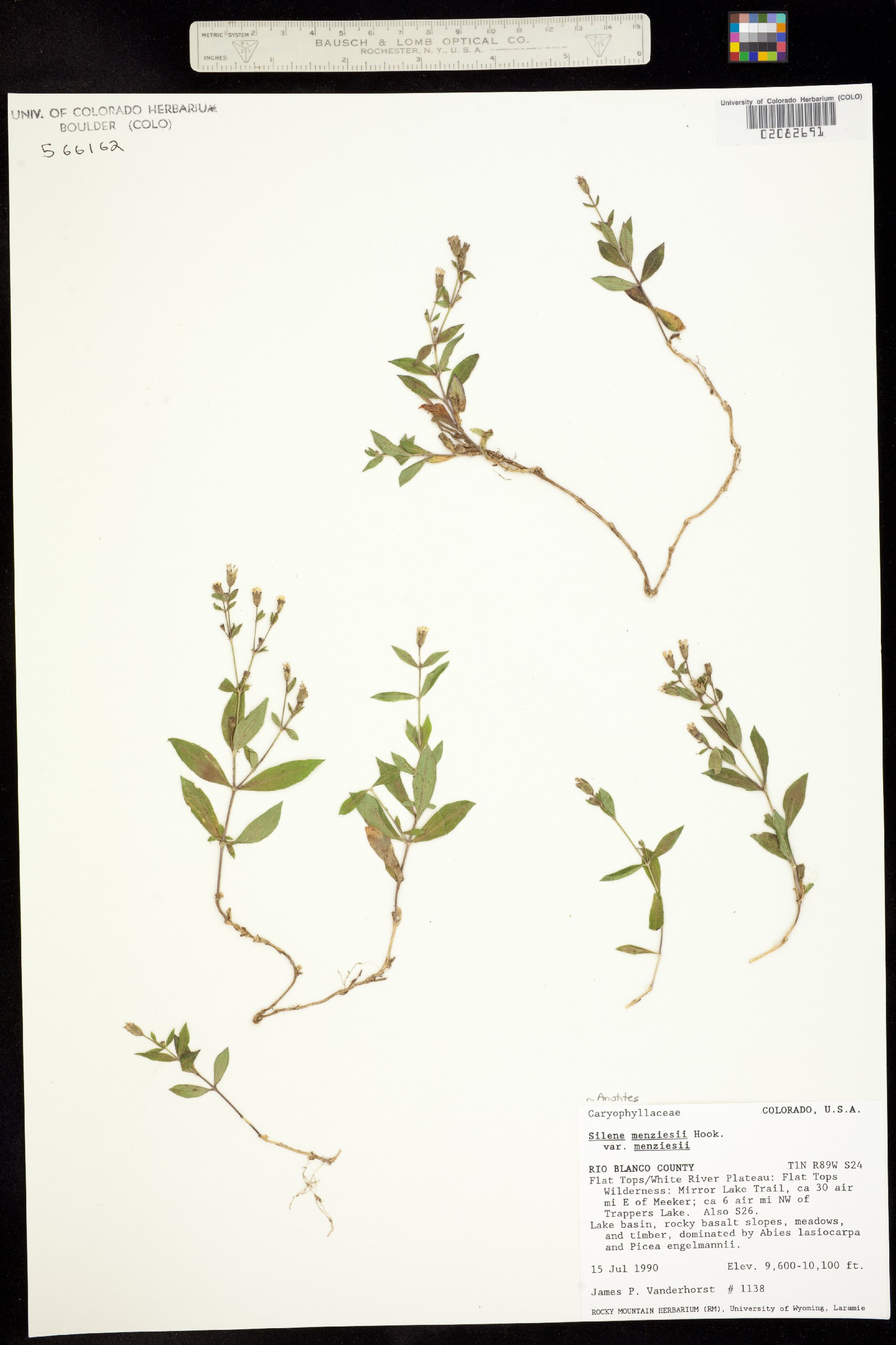 Silene menziesii image