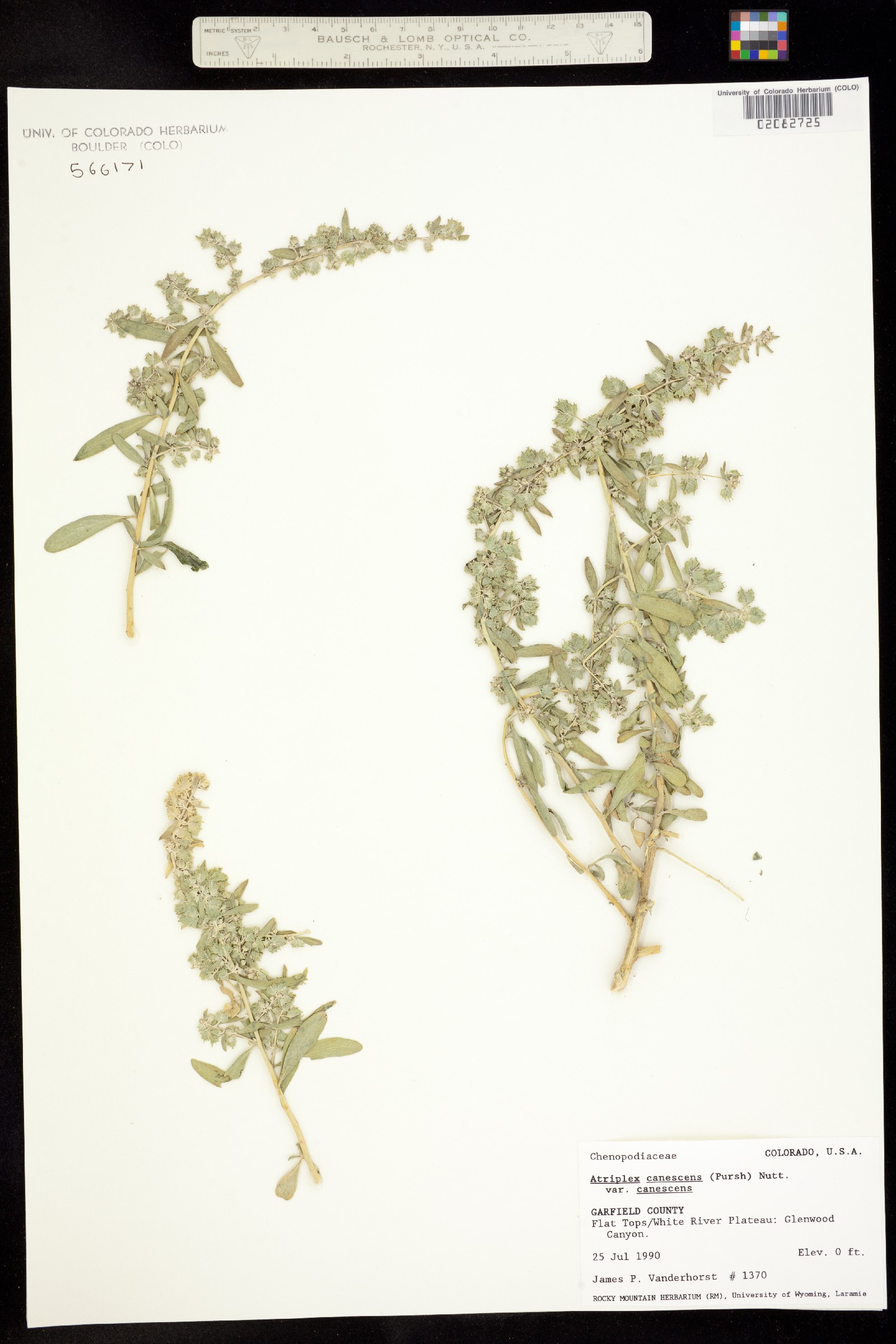 Atriplex canescens image