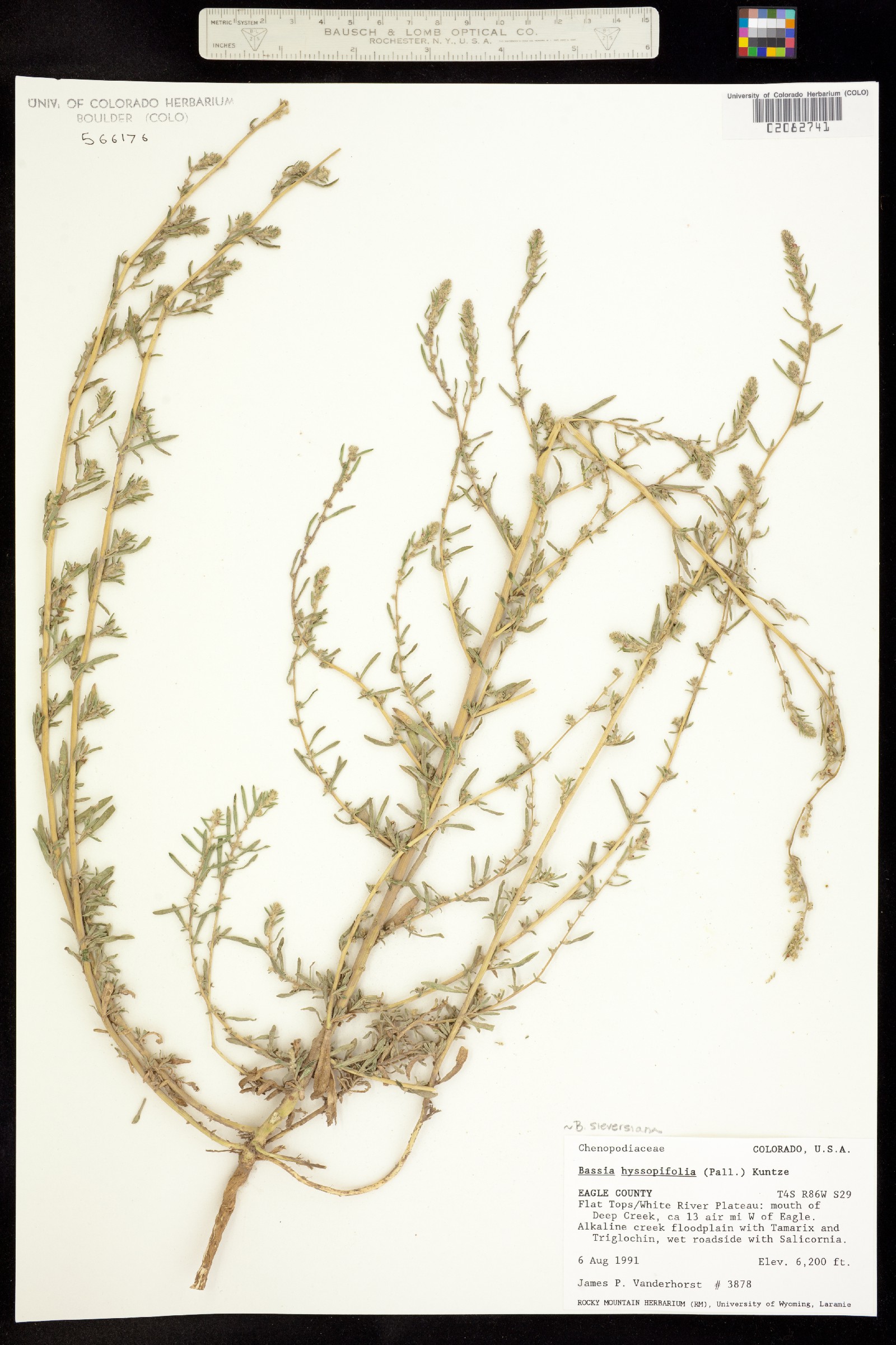 Kochia scoparia ssp. scoparia image