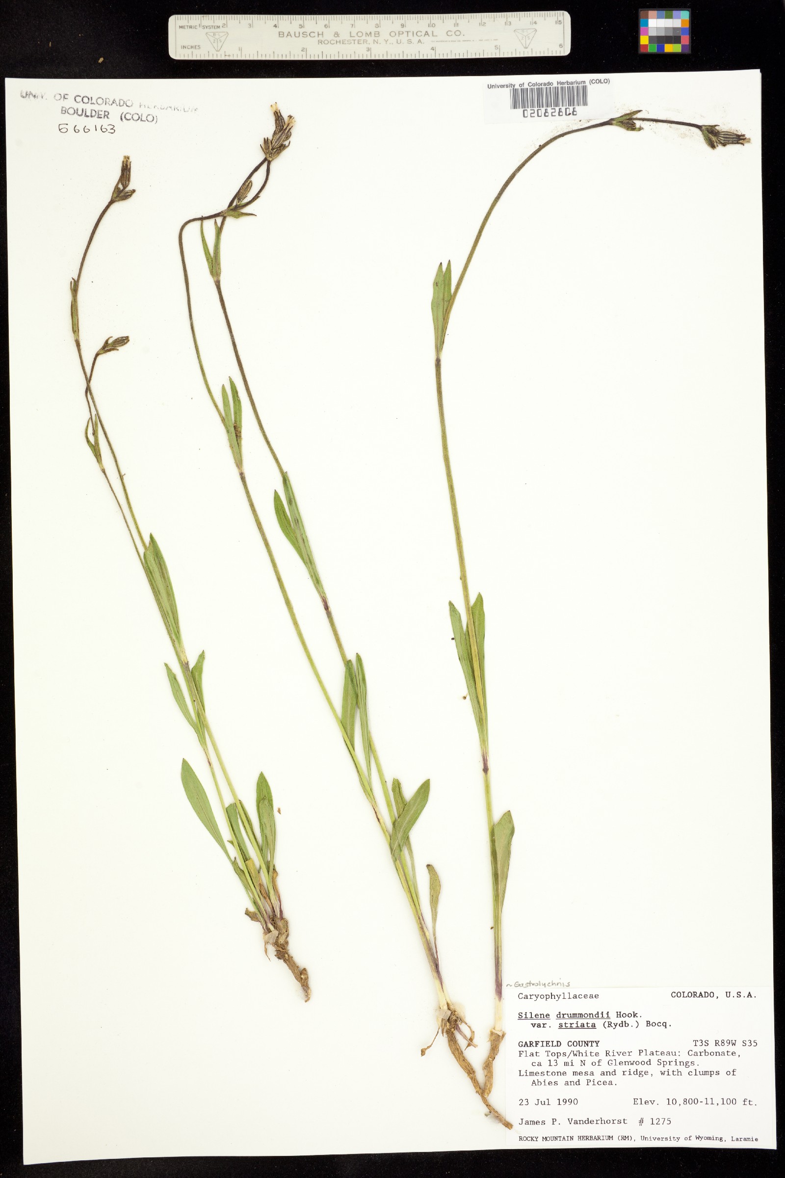 Silene drummondii ssp. drummondii image