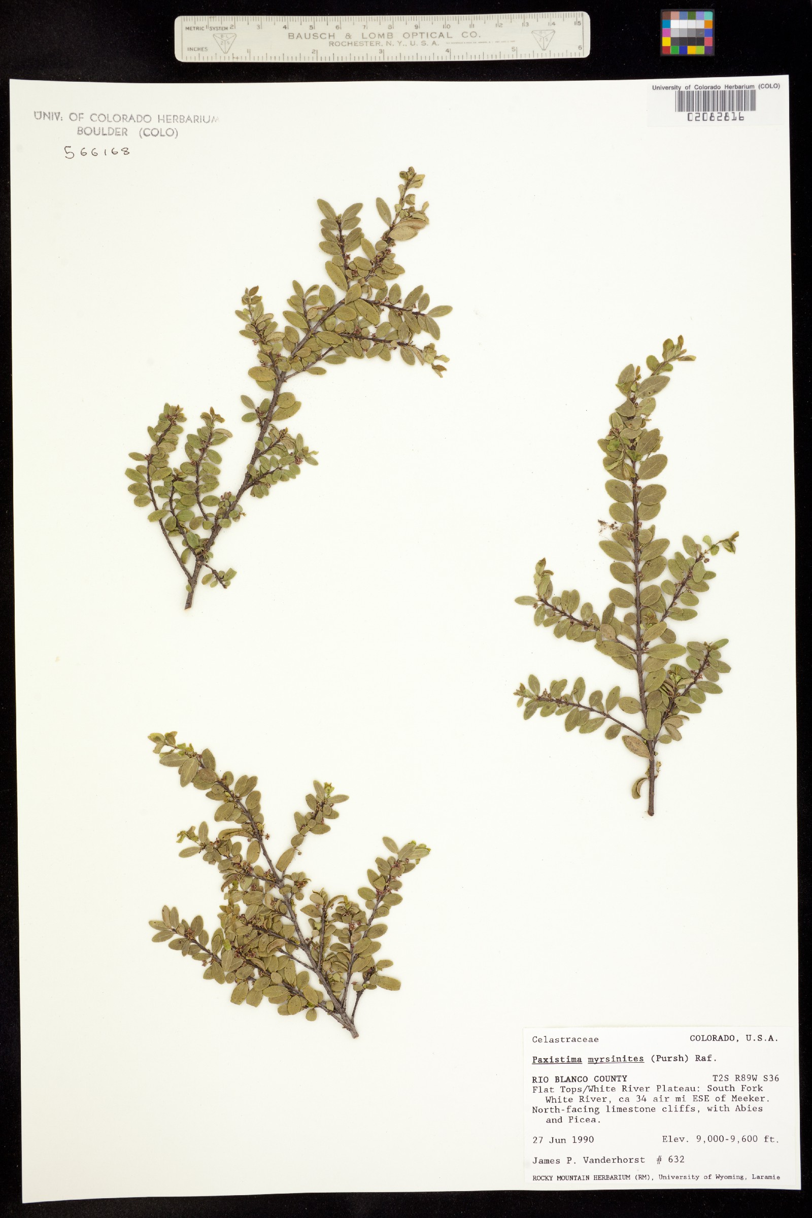 Paxistima myrsinites image