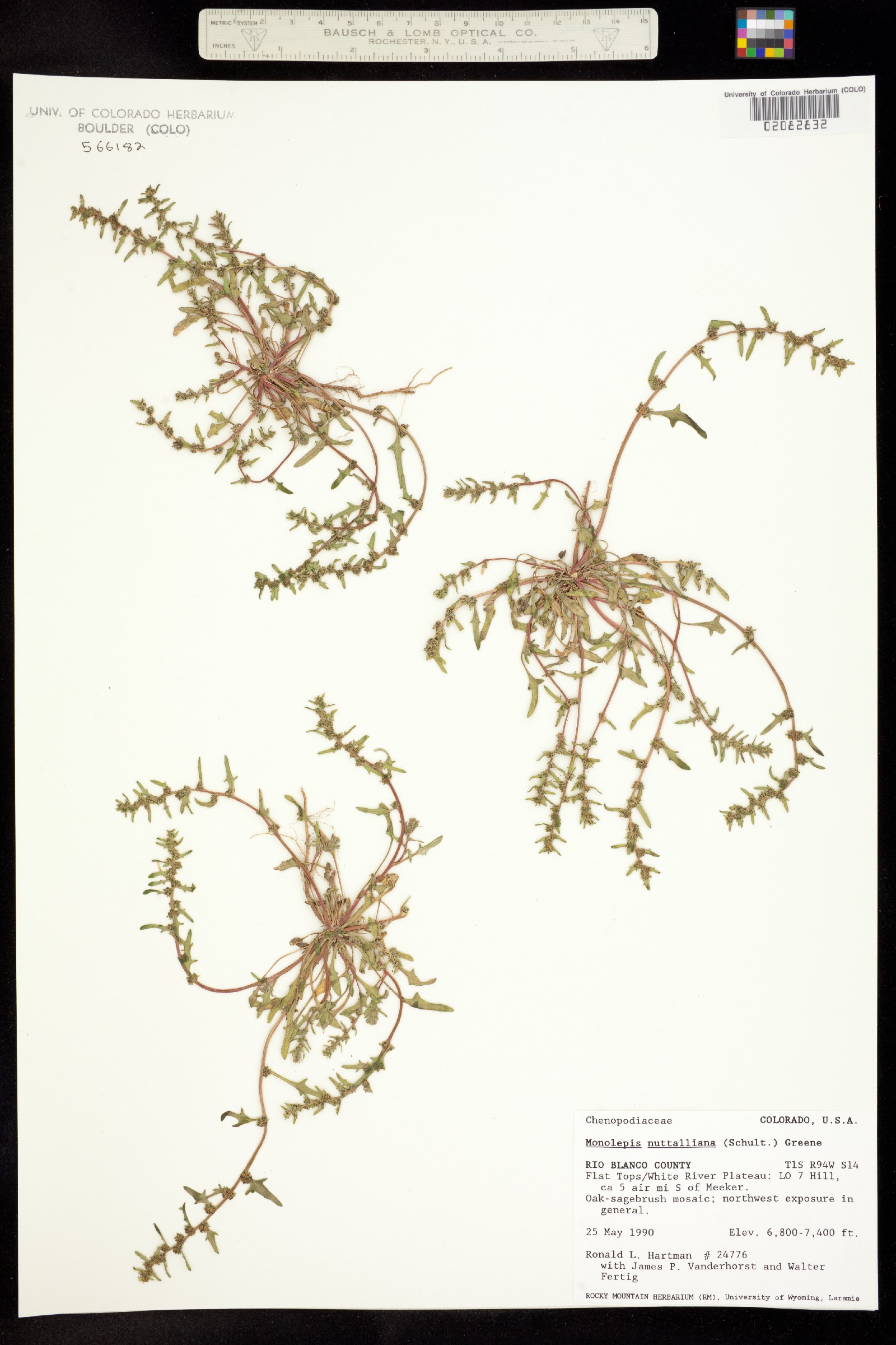 Monolepis nuttalliana image