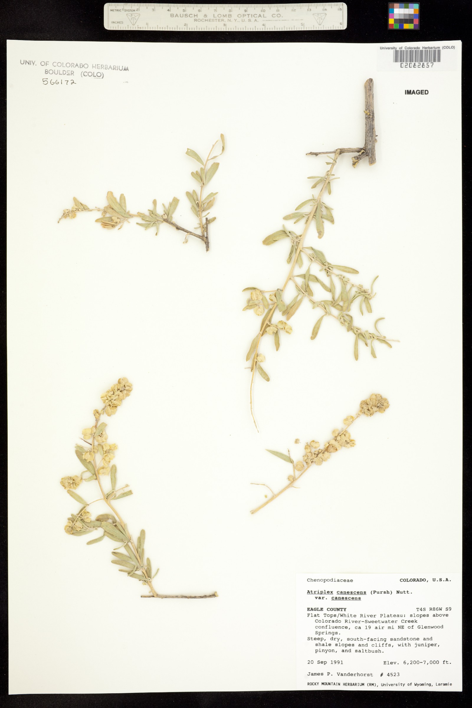 Atriplex canescens image