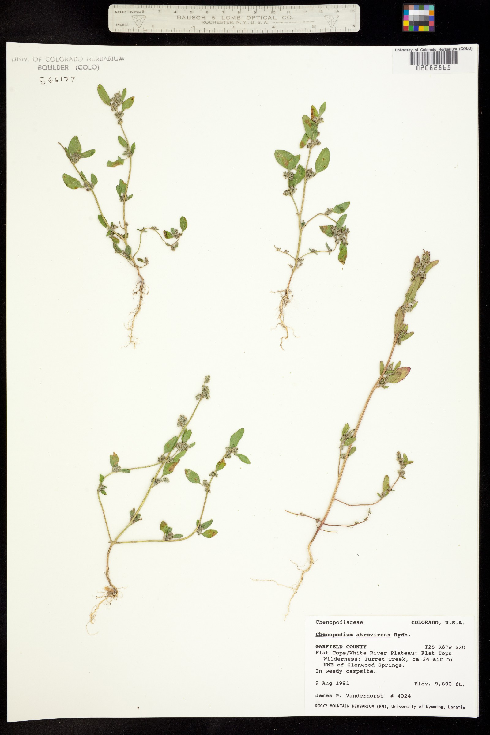 Chenopodium atrovirens image