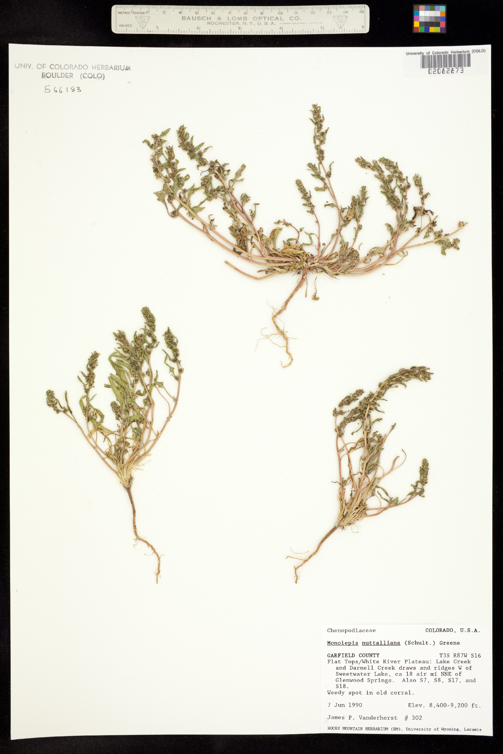 Monolepis nuttalliana image