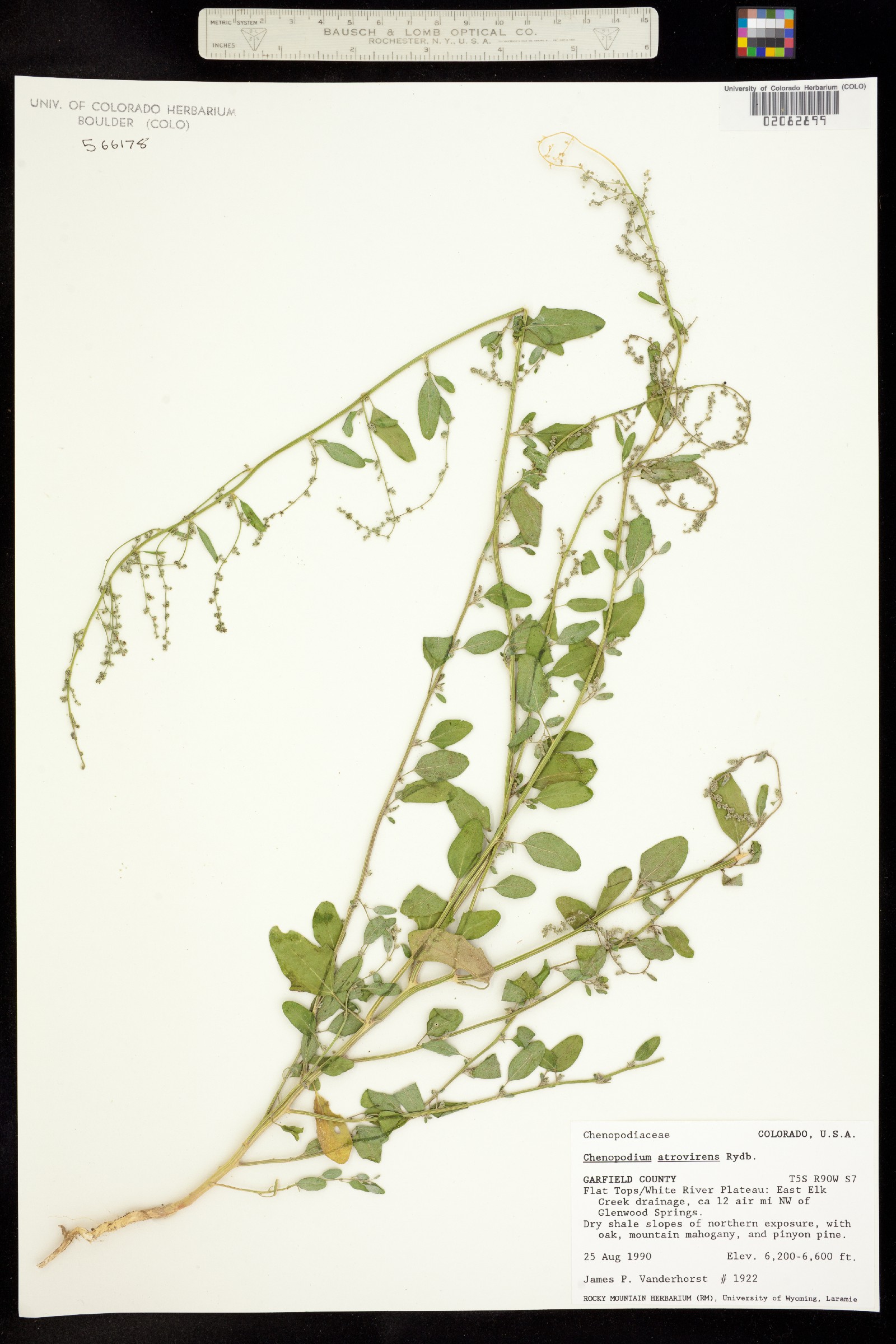 Chenopodium atrovirens image