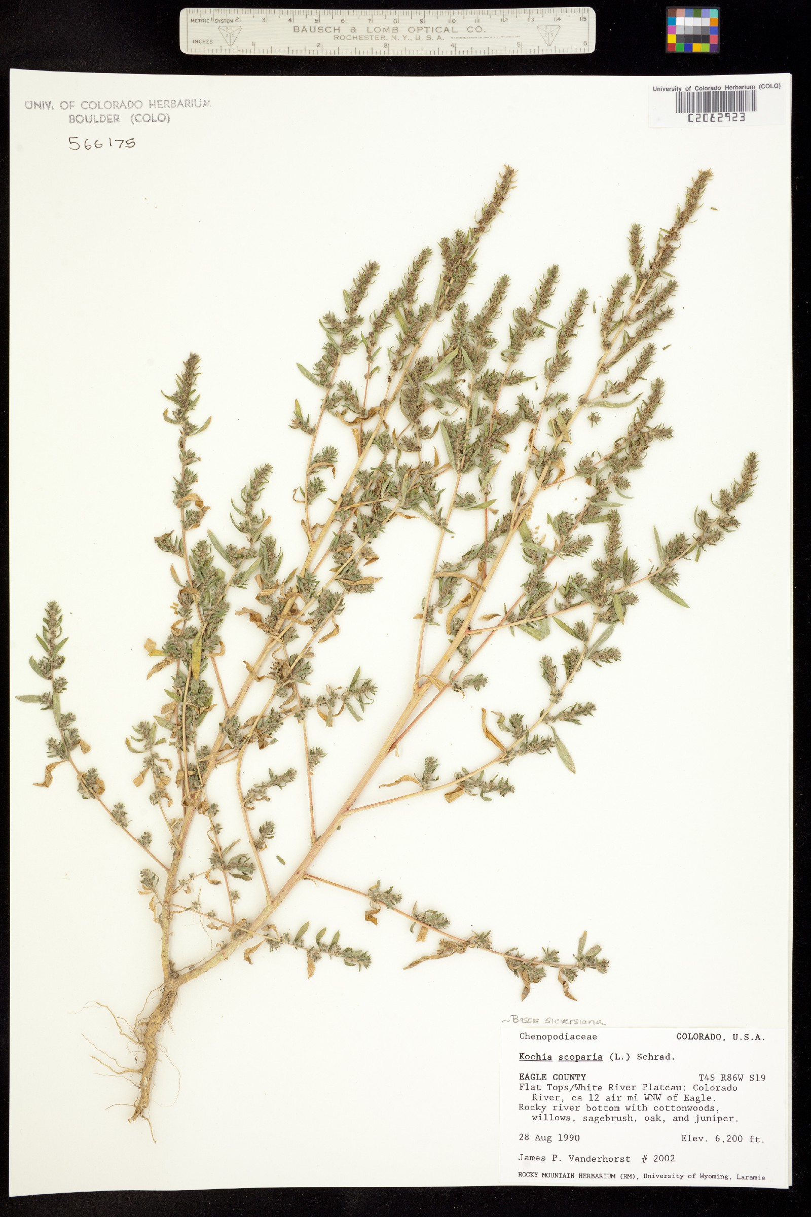 Kochia scoparia image