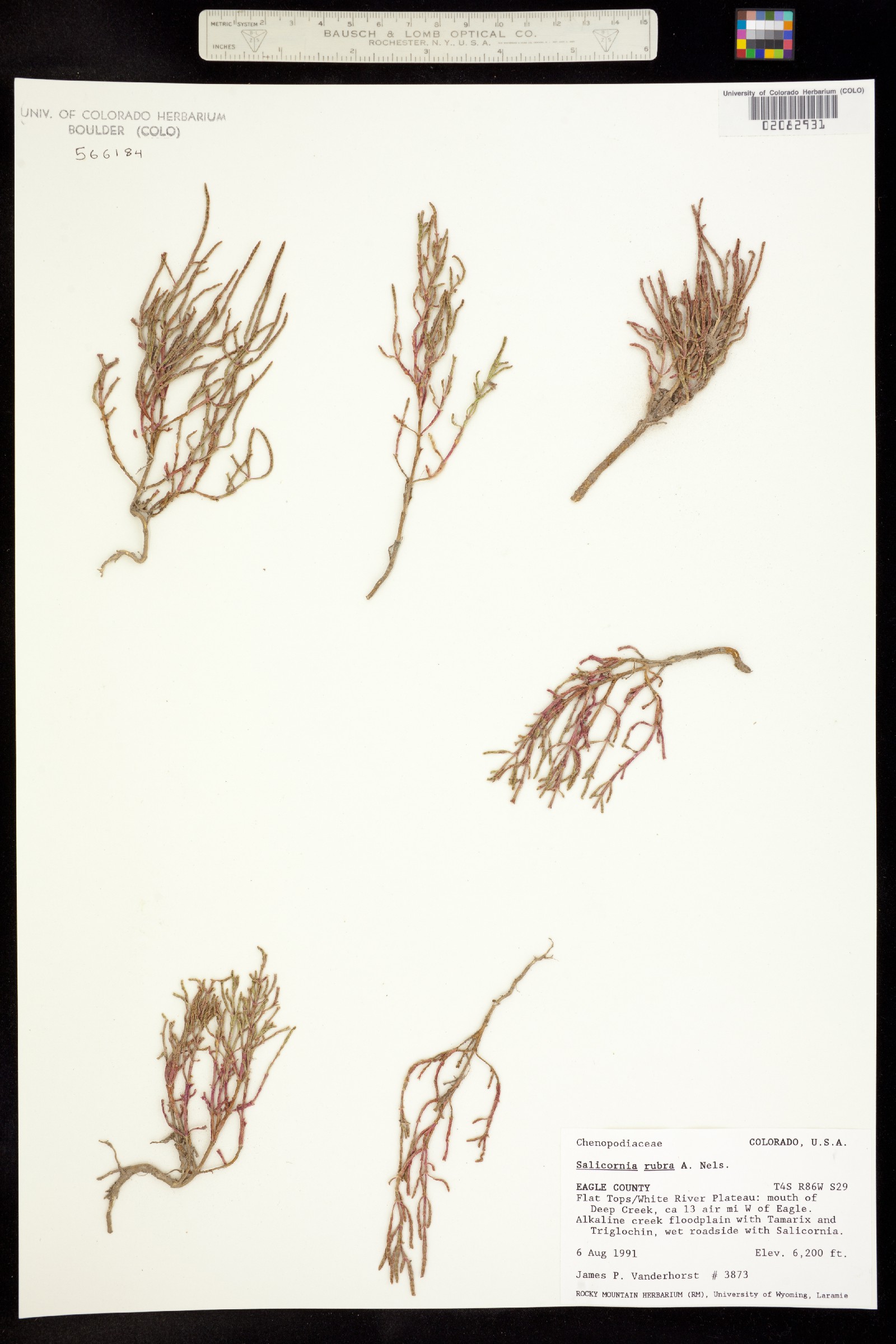 Salicornia rubra image