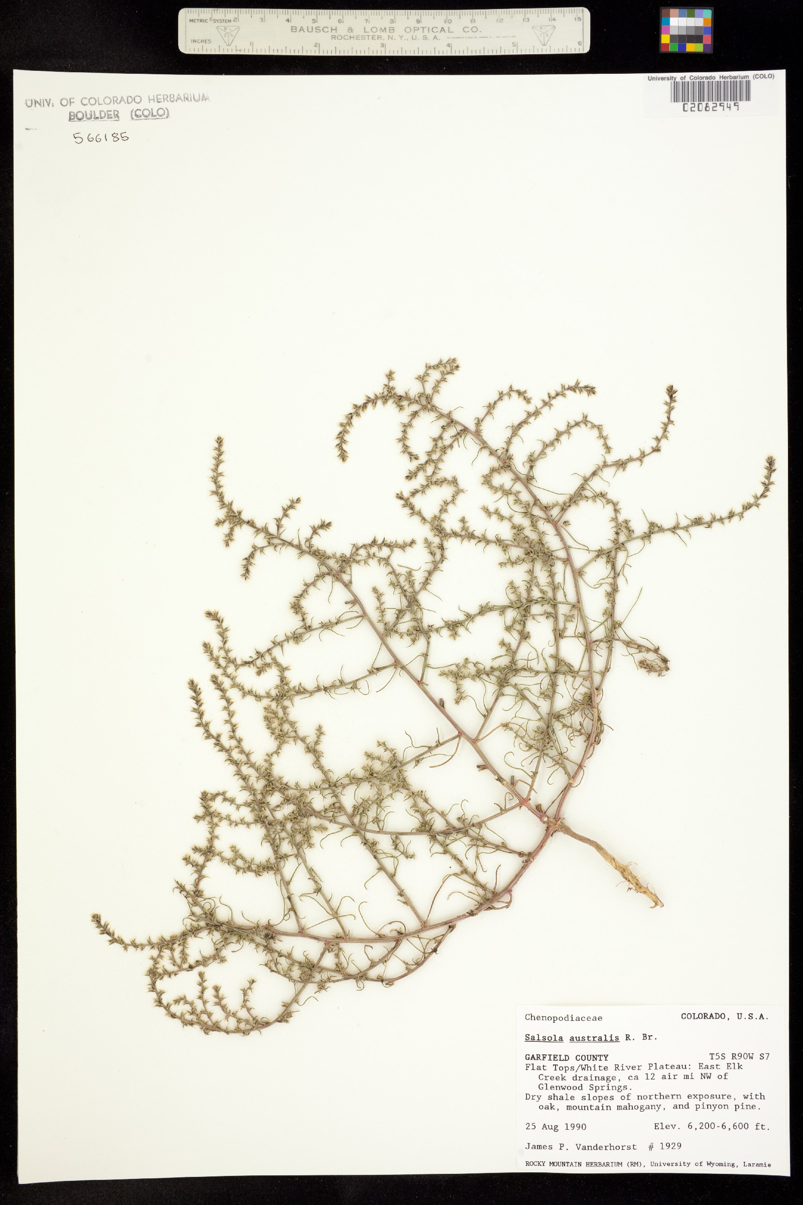 Salsola australis image