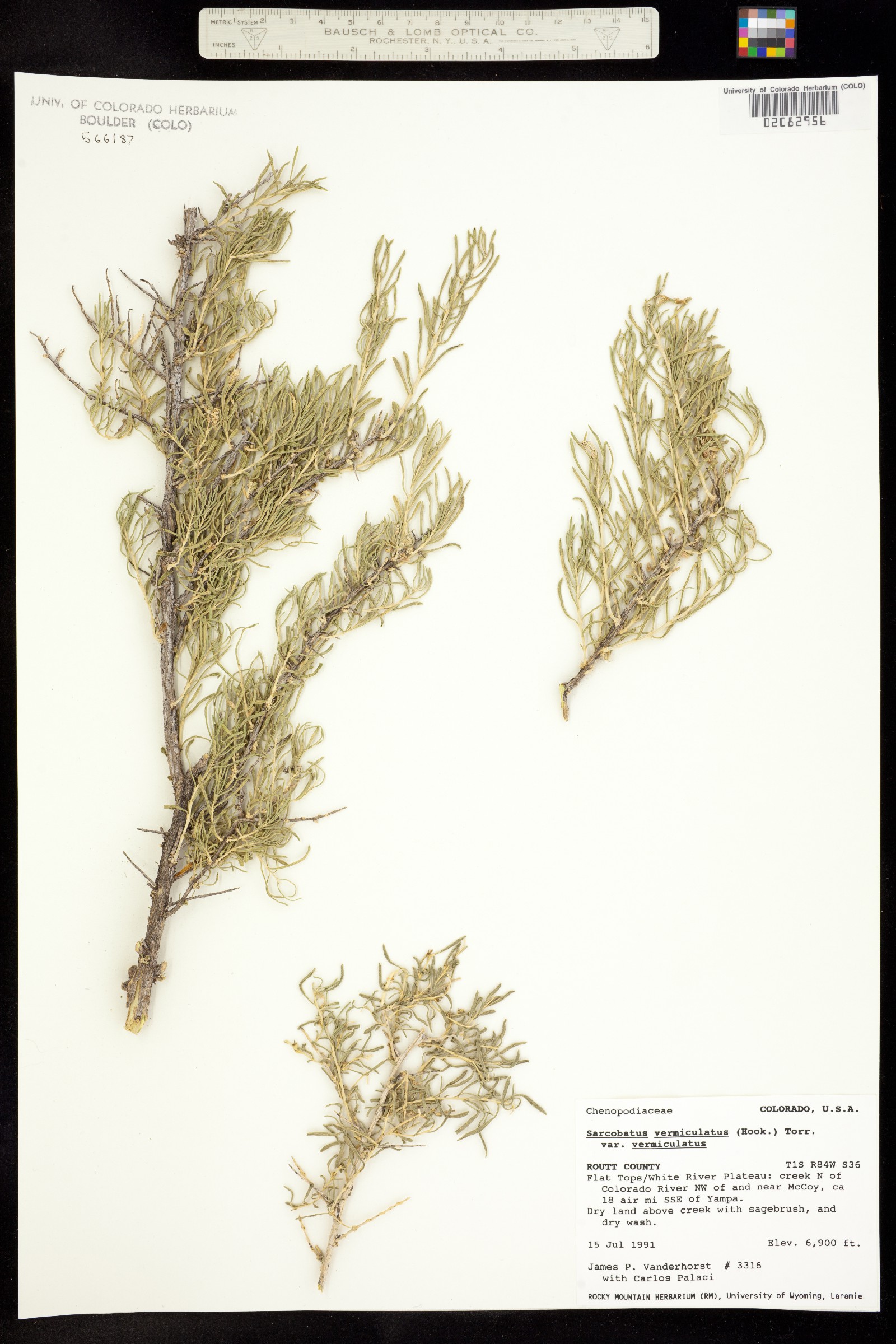 Sarcobatus vermiculatus image