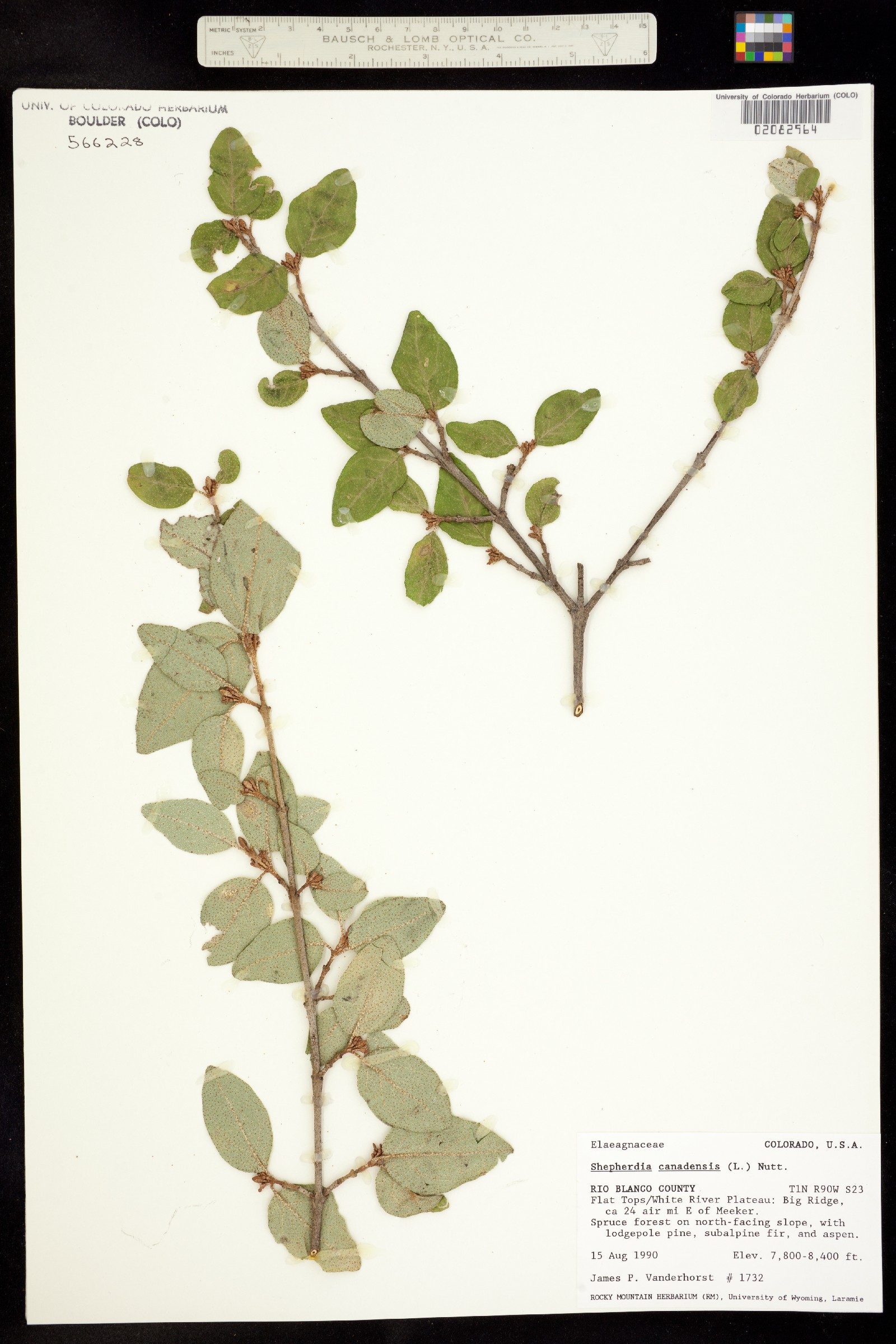 Shepherdia canadensis image