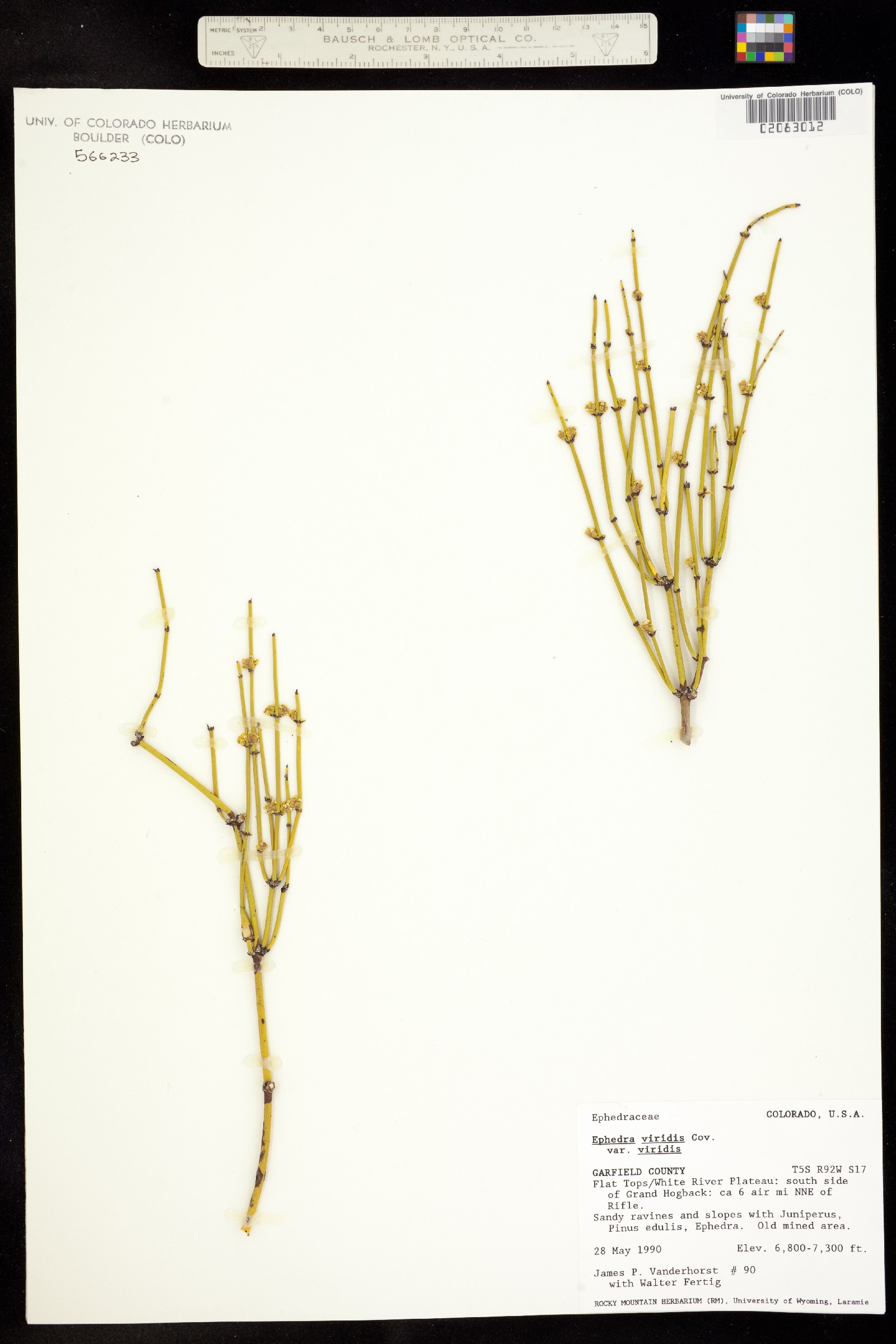 Ephedra cutleri image