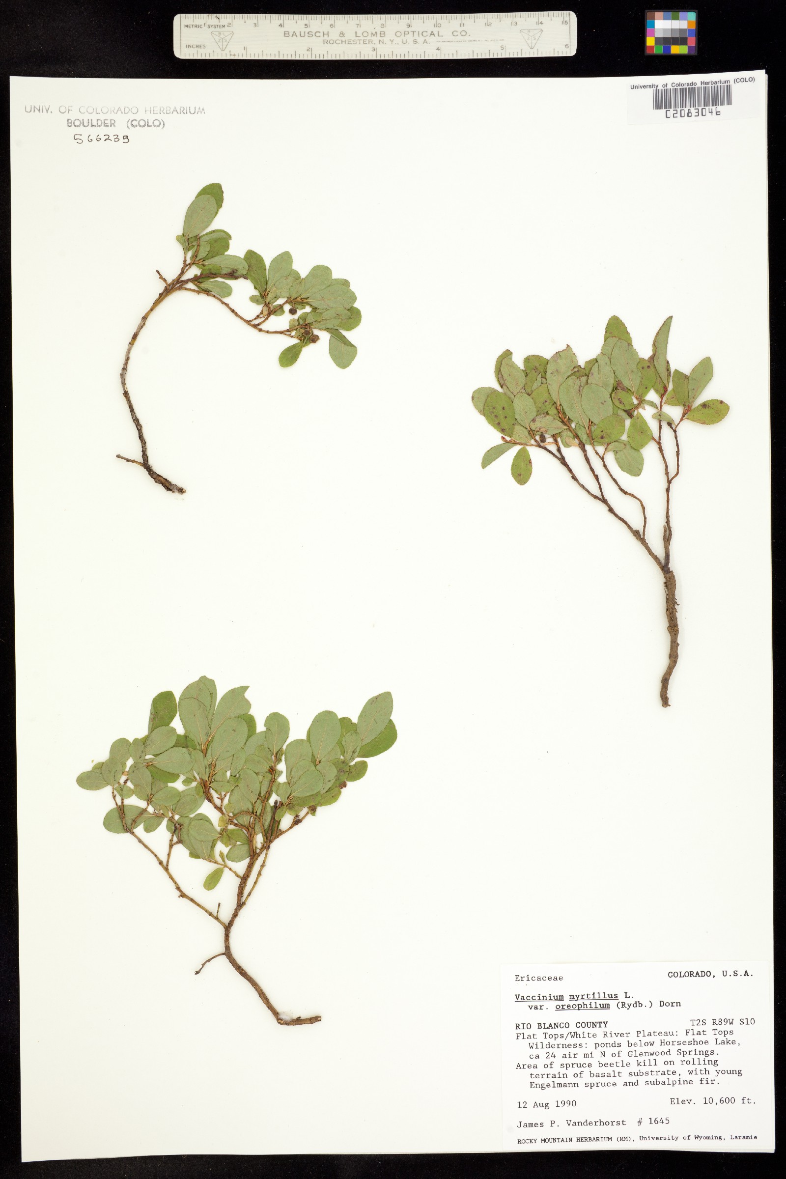 Vaccinium cespitosum image