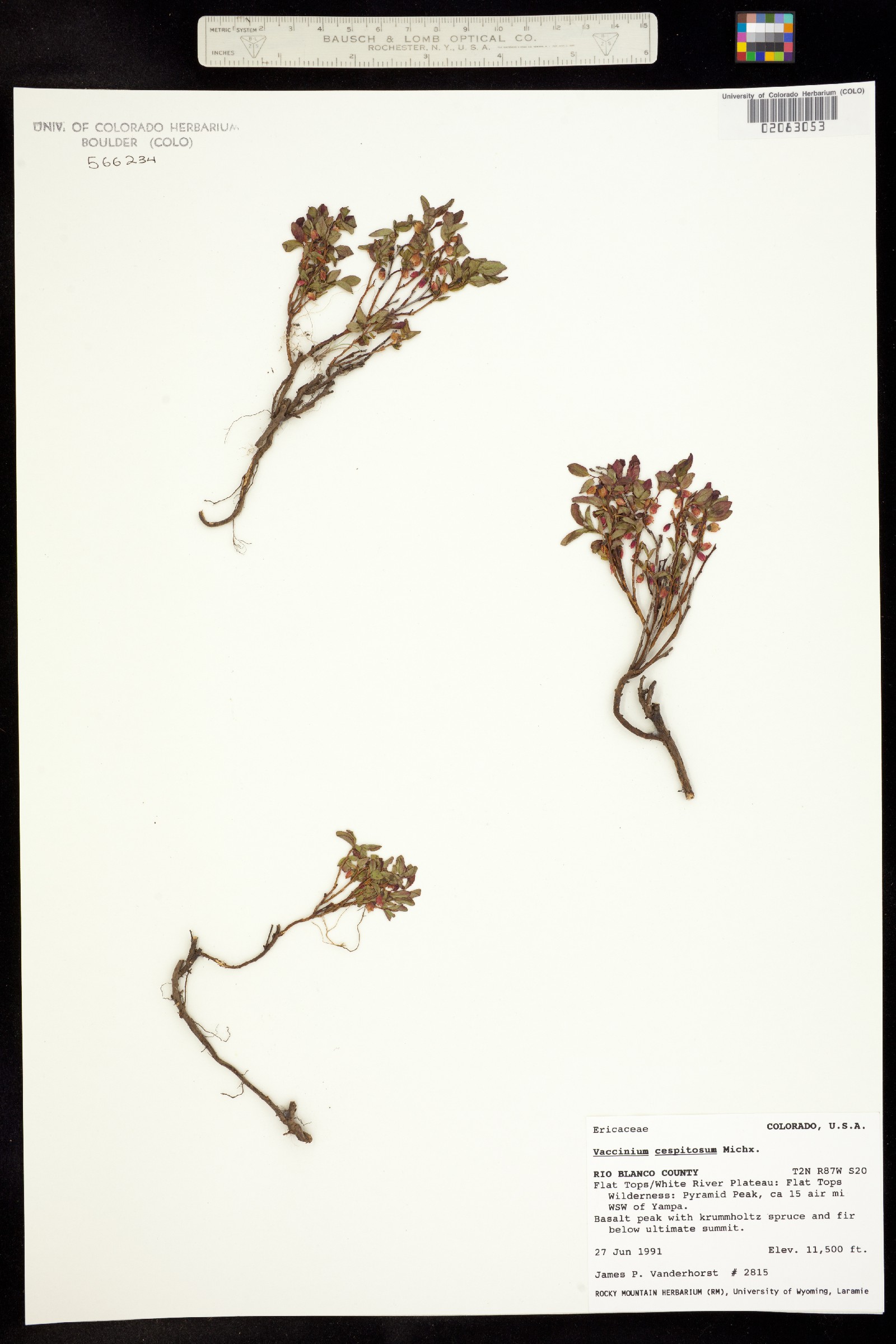 Vaccinium cespitosum image