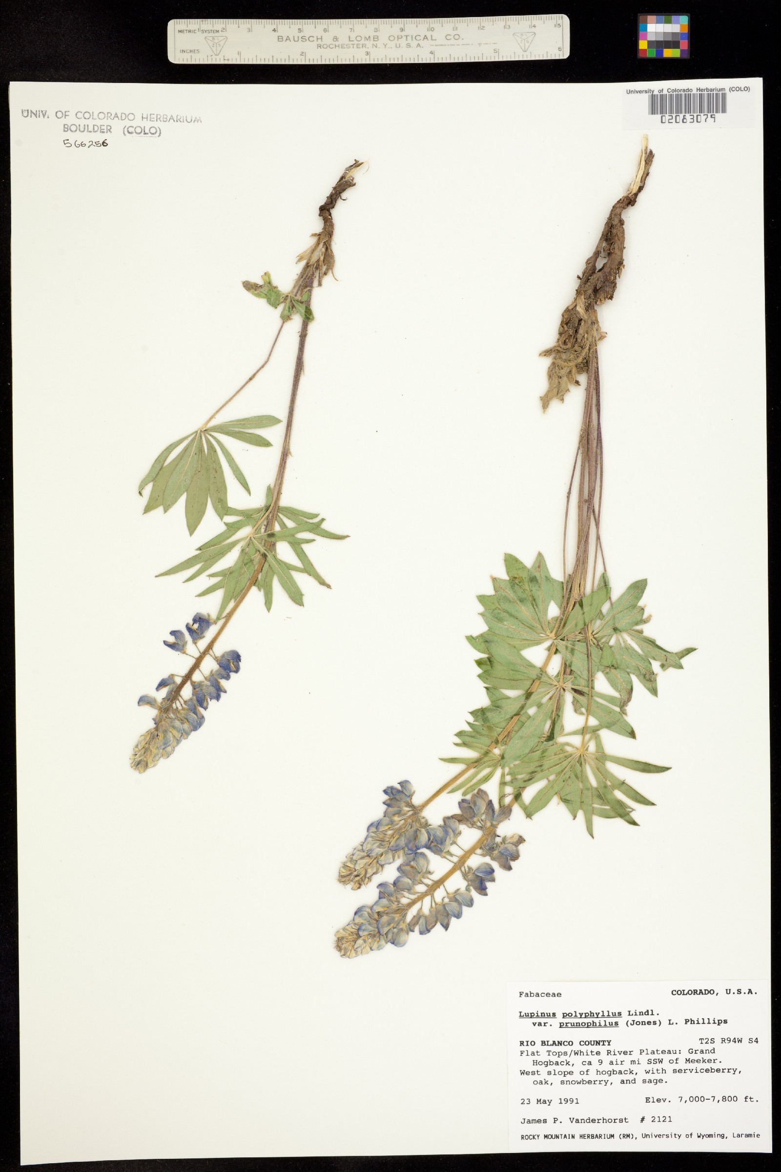 Lupinus prunophilus image