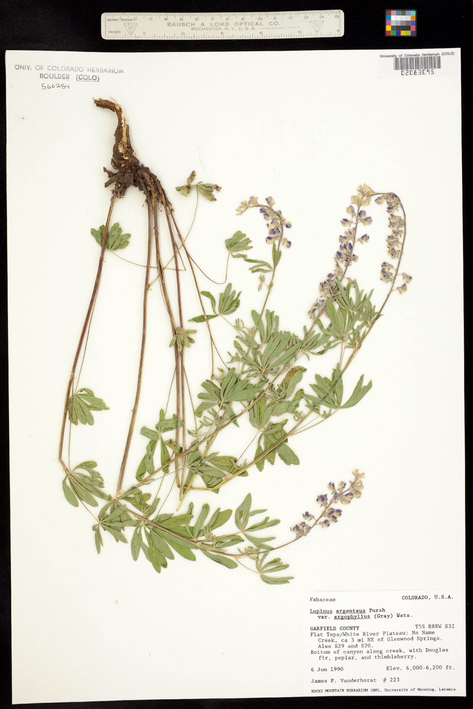 Lupinus caudatus ssp. argophyllus image