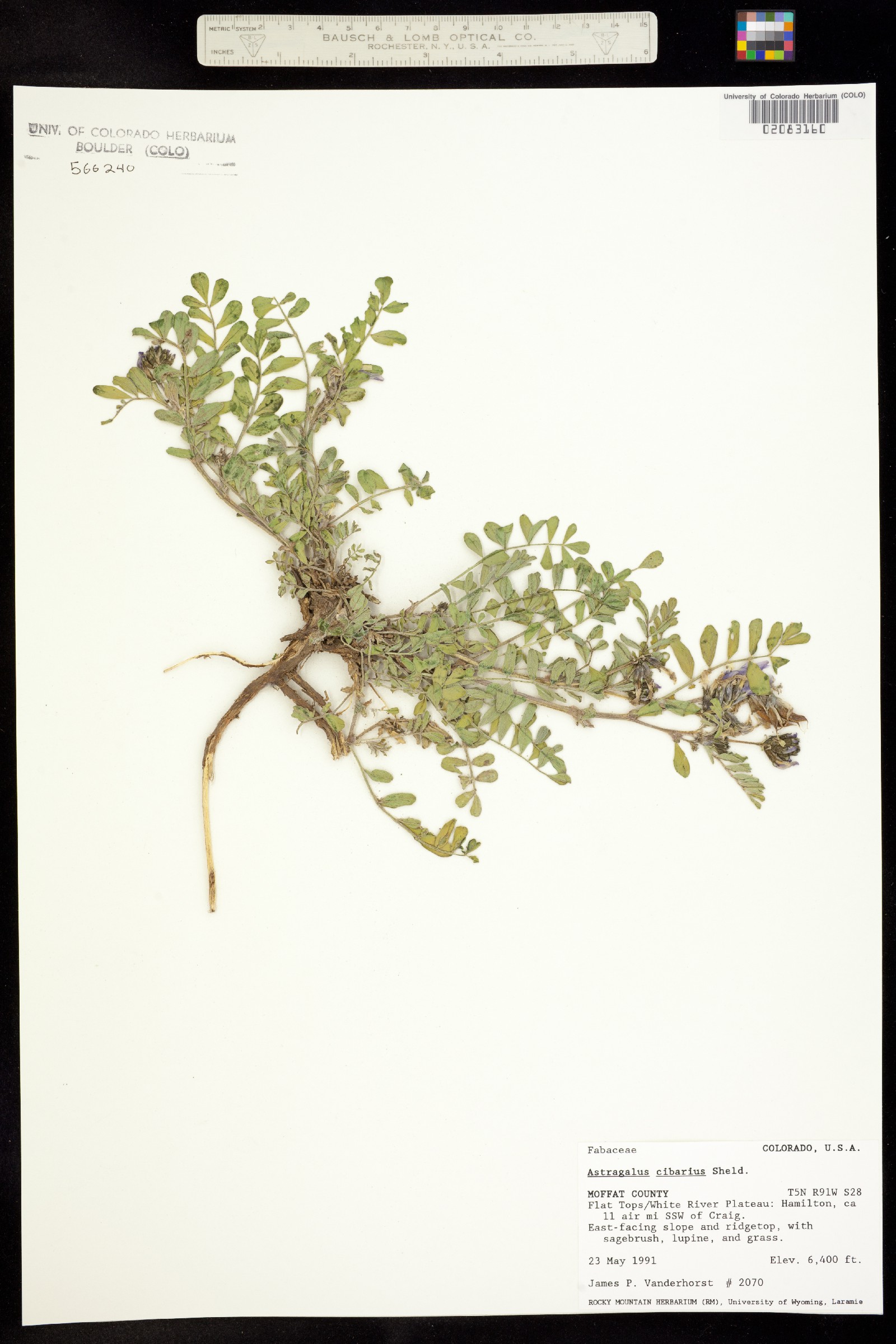 Astragalus cibarius image