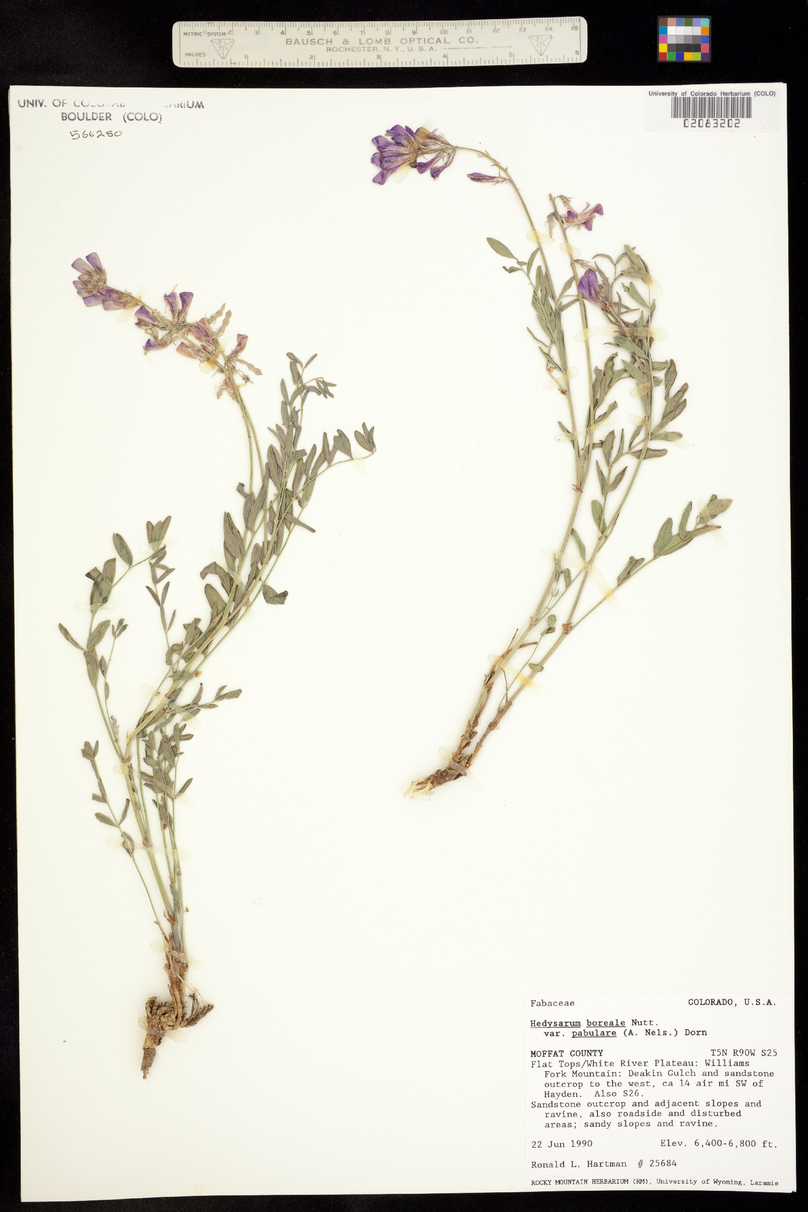 Hedysarum boreale ssp. boreale image