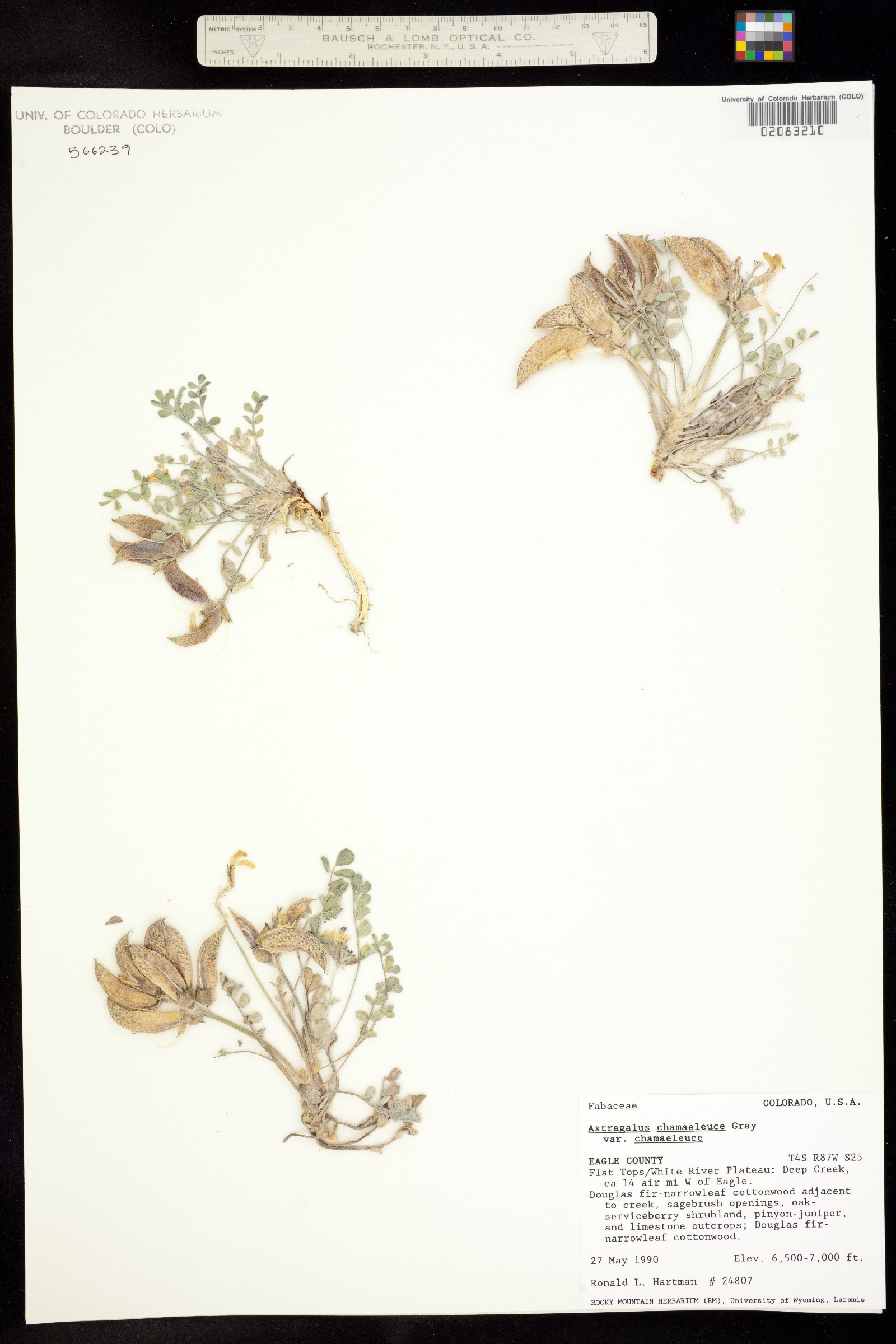 Astragalus chamaeleuce image