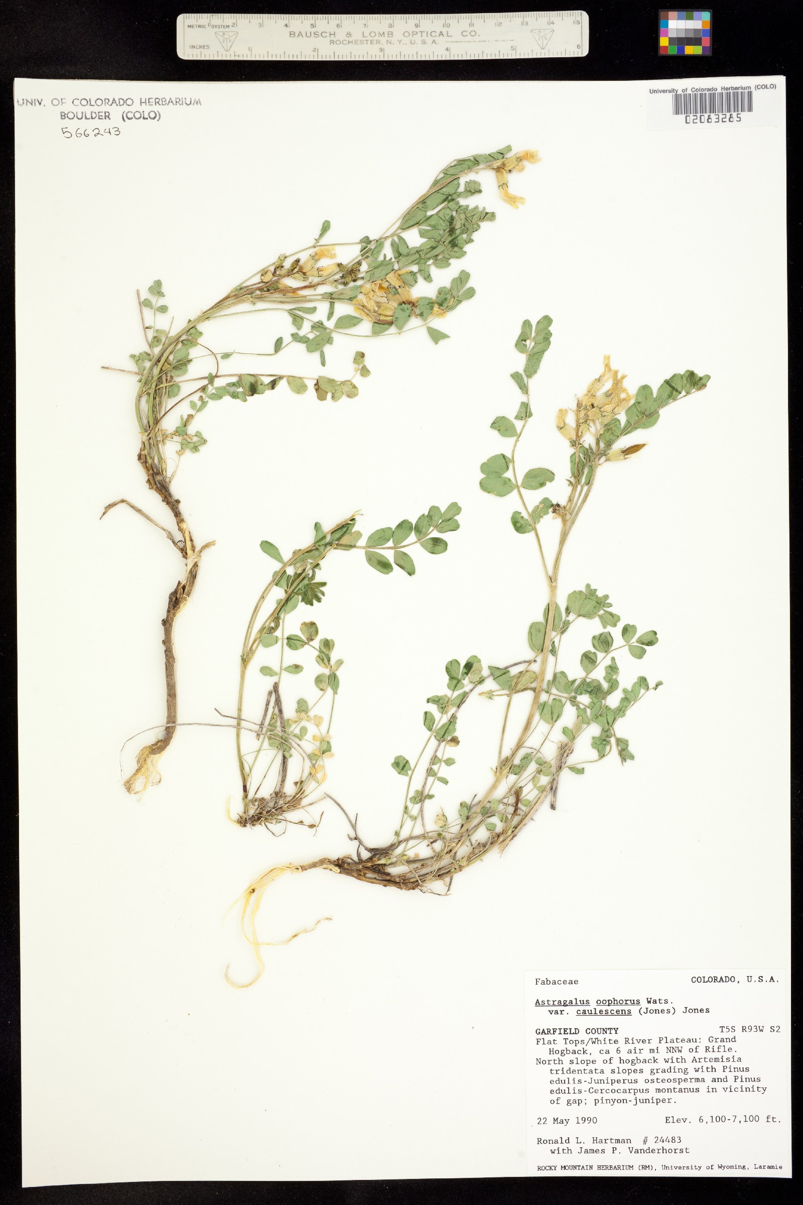 Astragalus oöphorus var. caulescens image