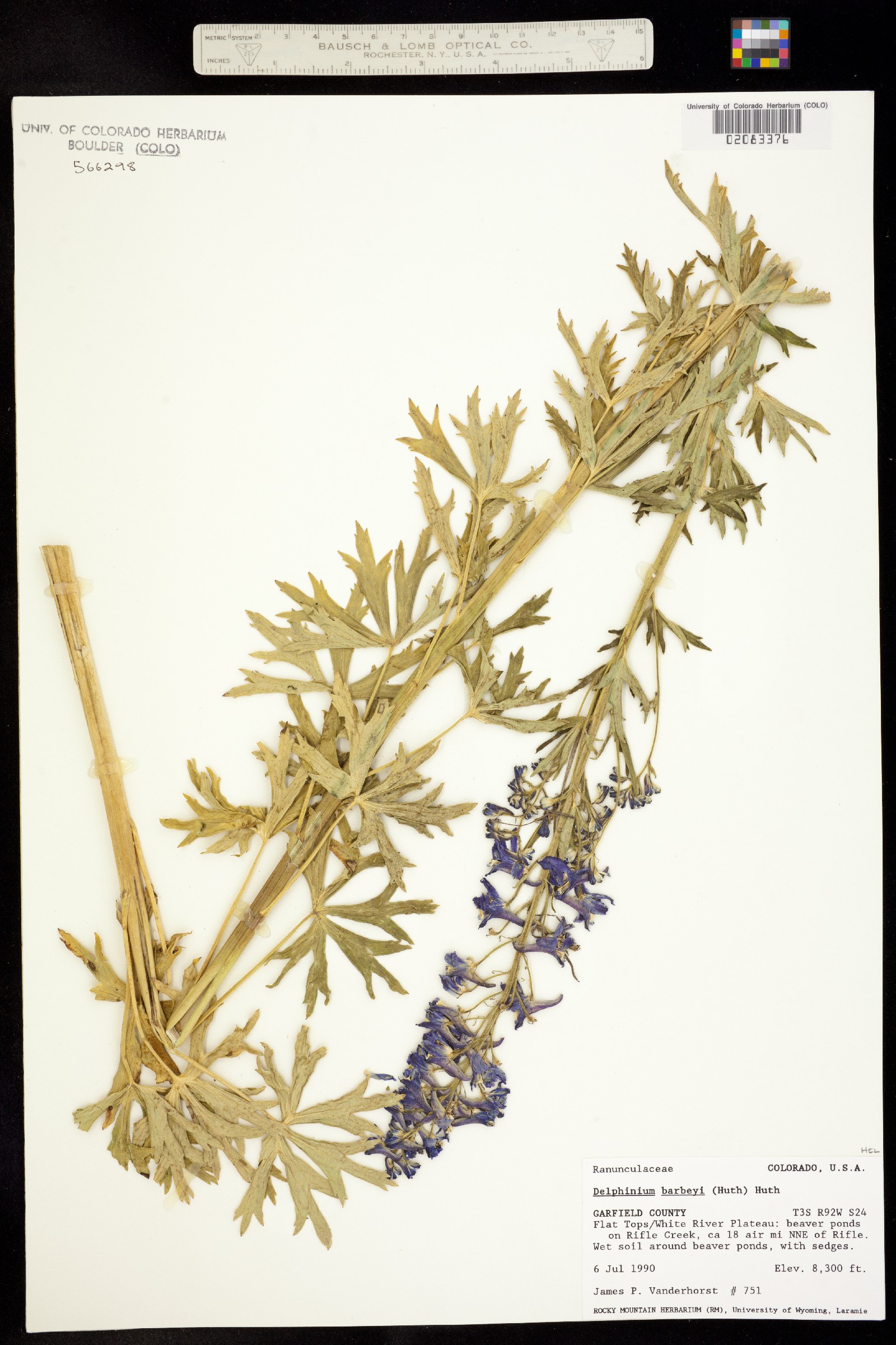 Delphinium barbeyi image