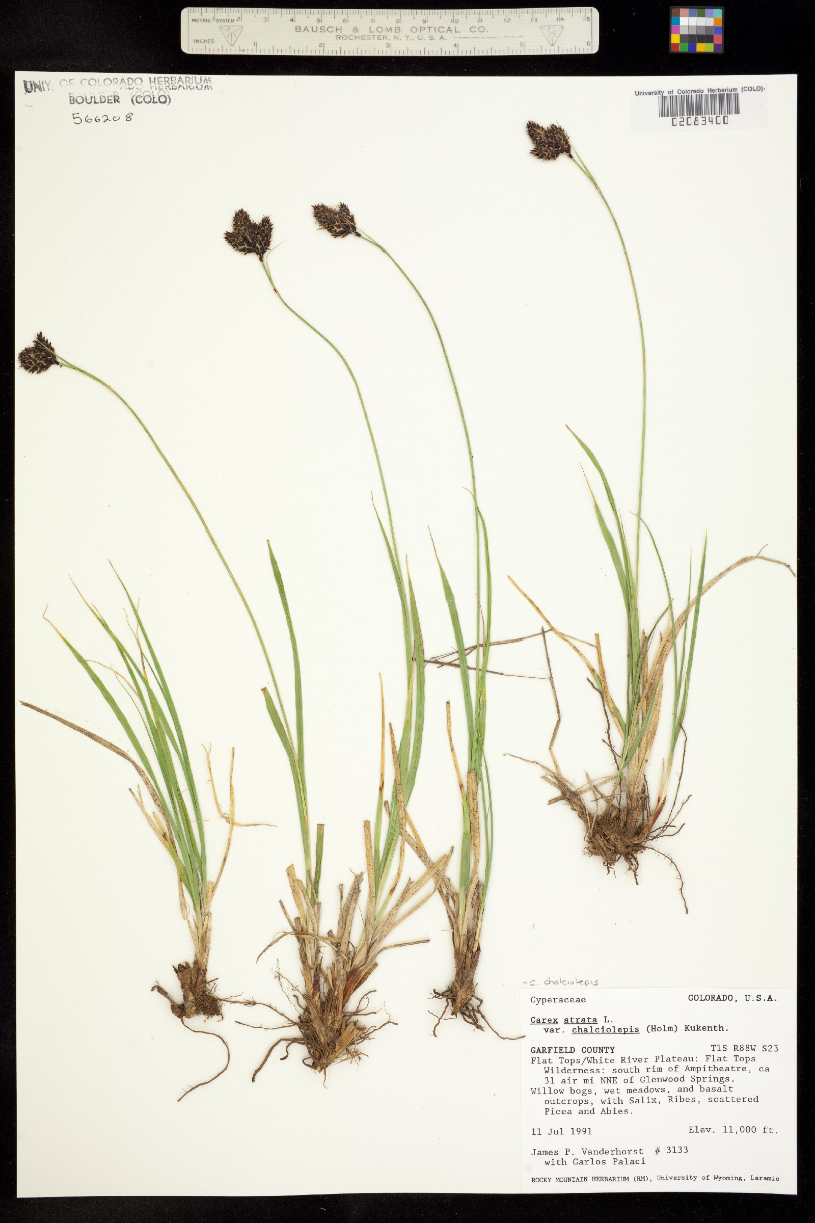 Carex chalciolepis image