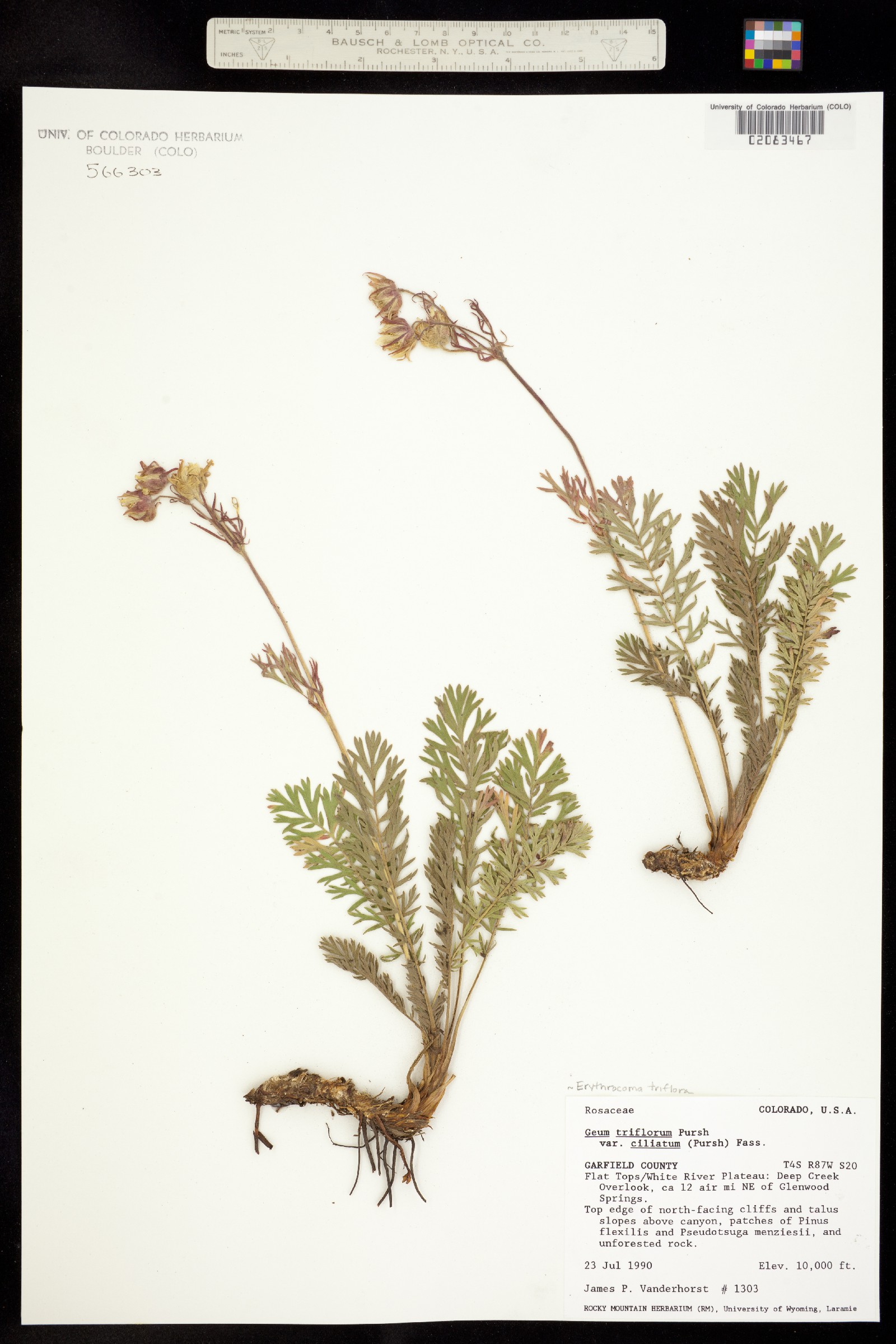 Geum triflorum image