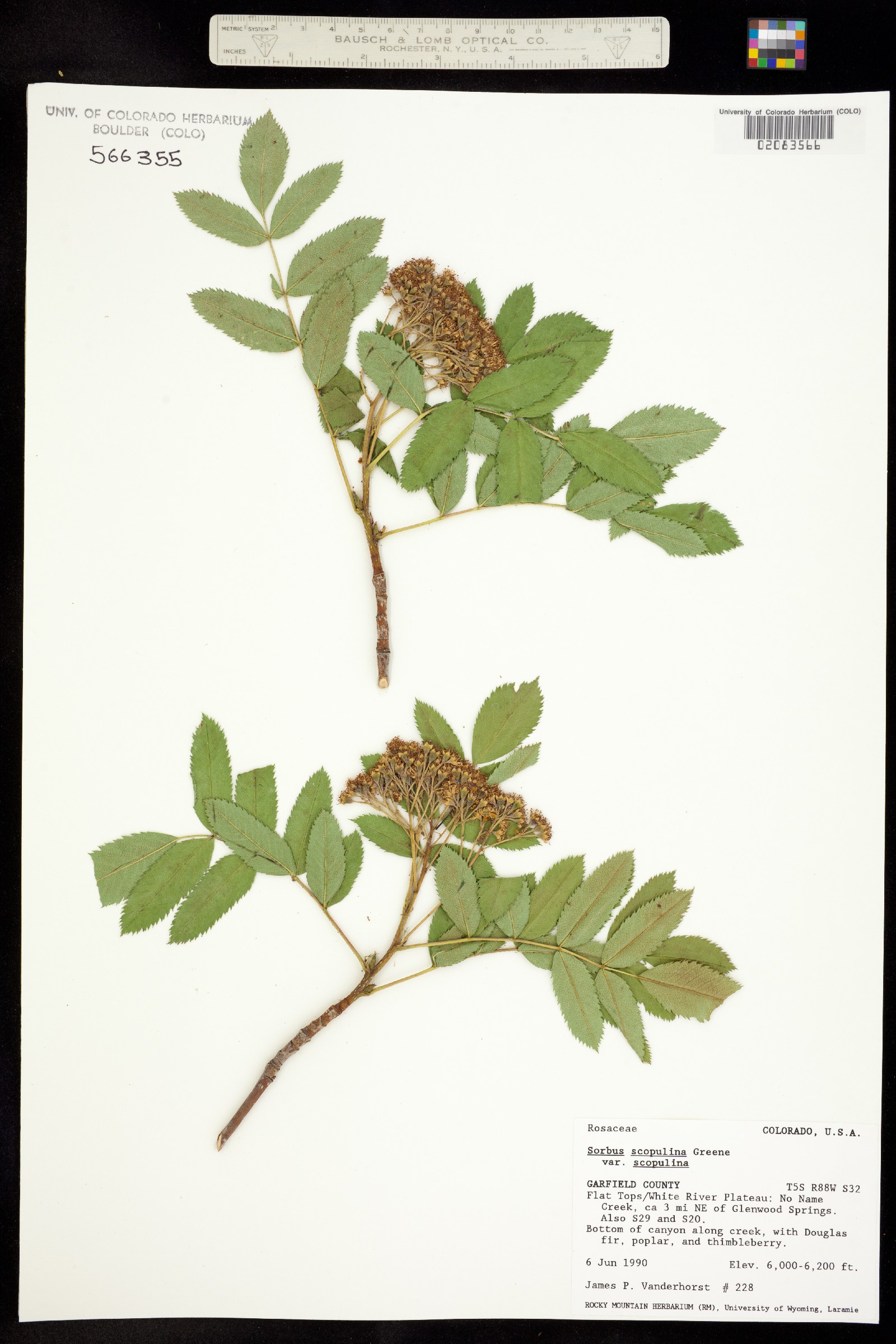 Sorbus scopulina image