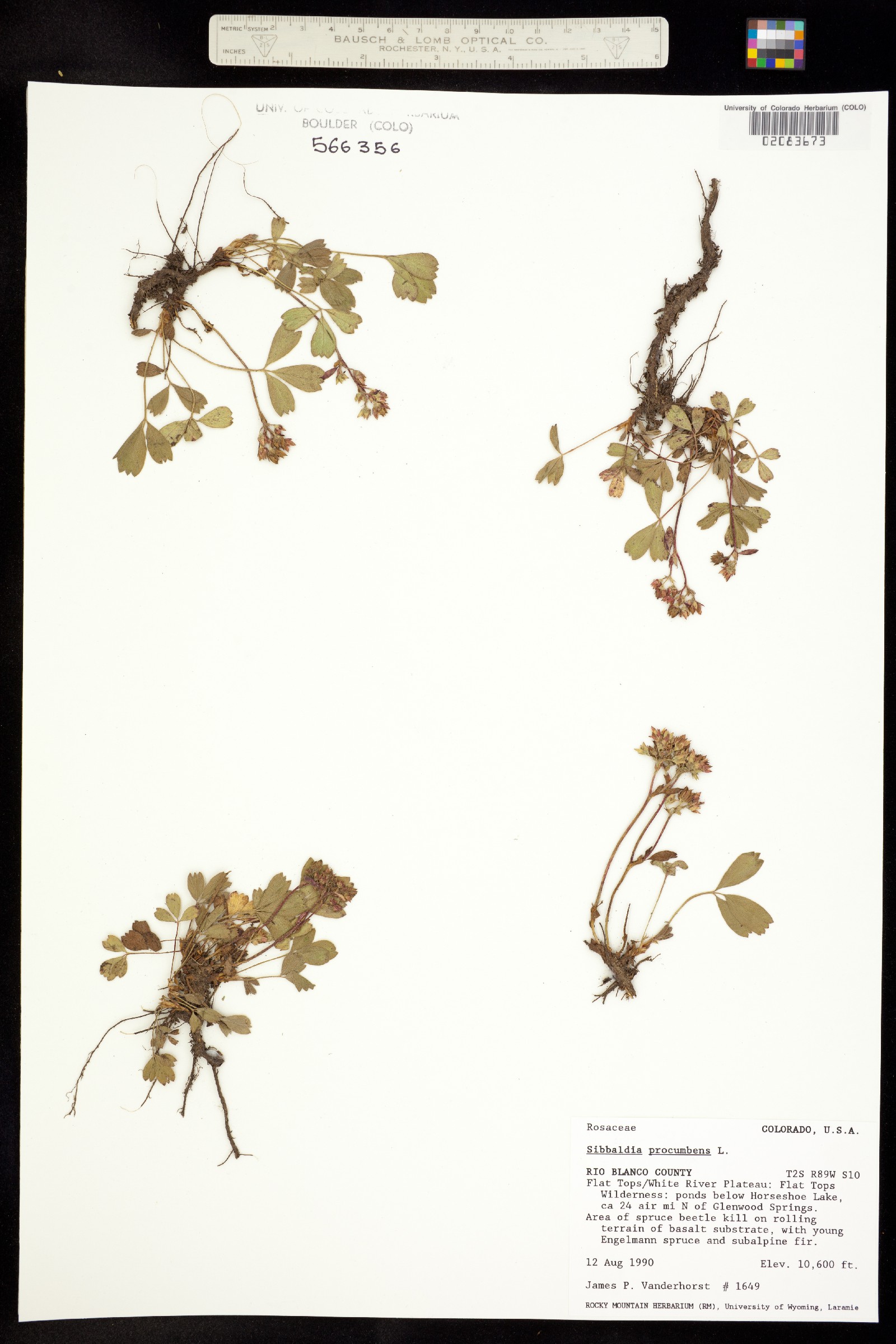 Sibbaldia procumbens image