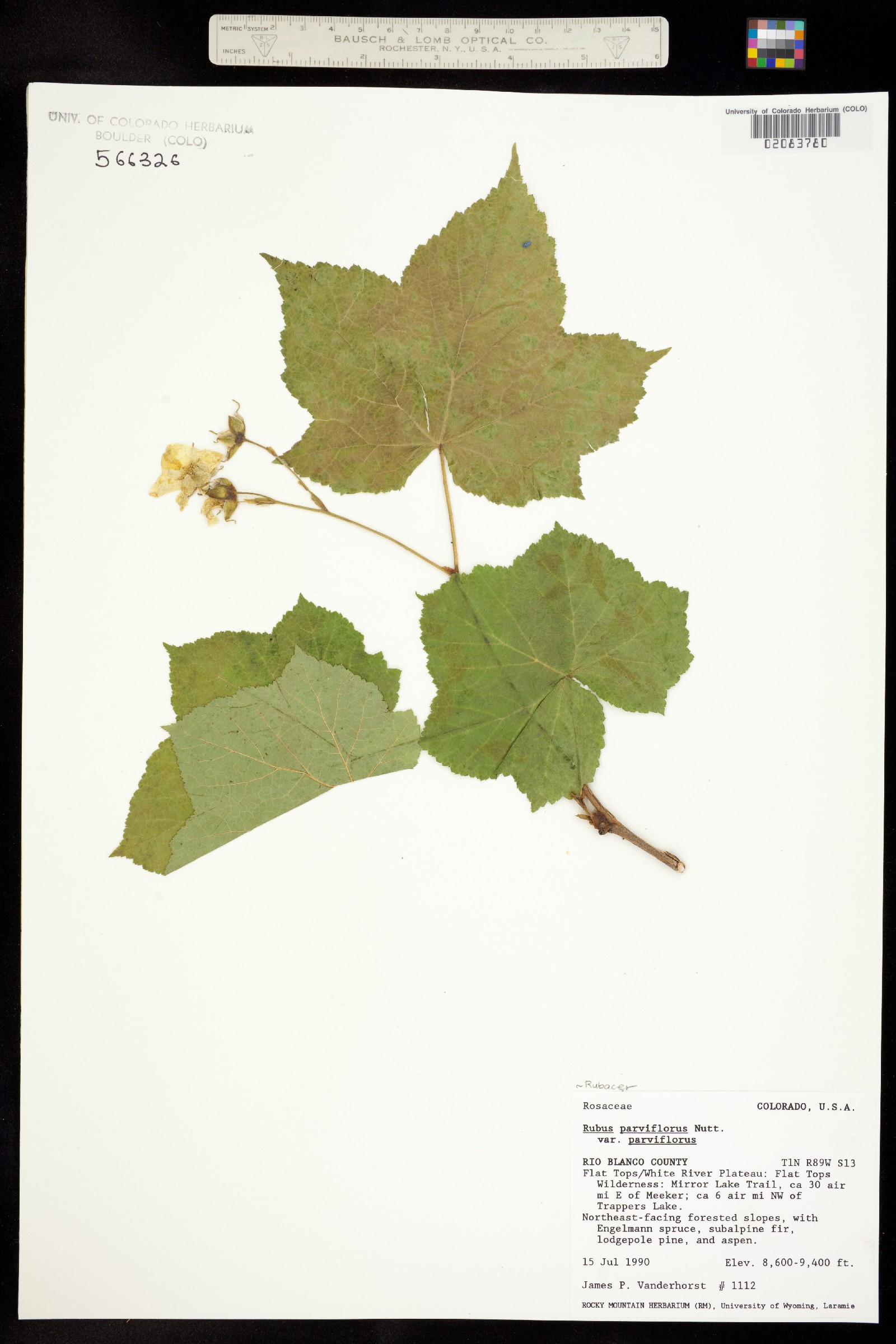 Rubus parviflorus image