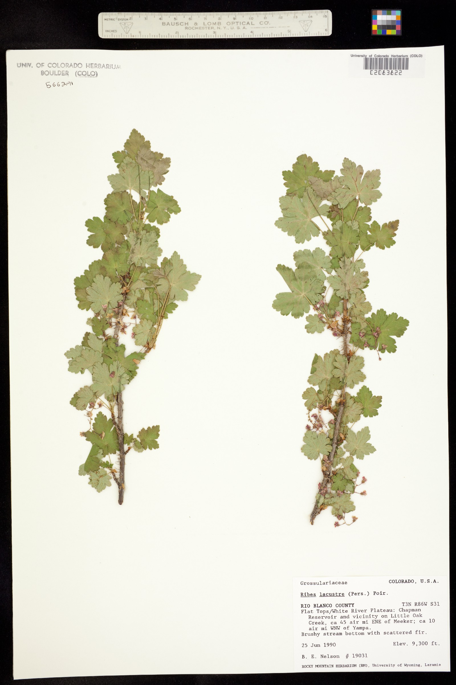 Ribes lacustre image