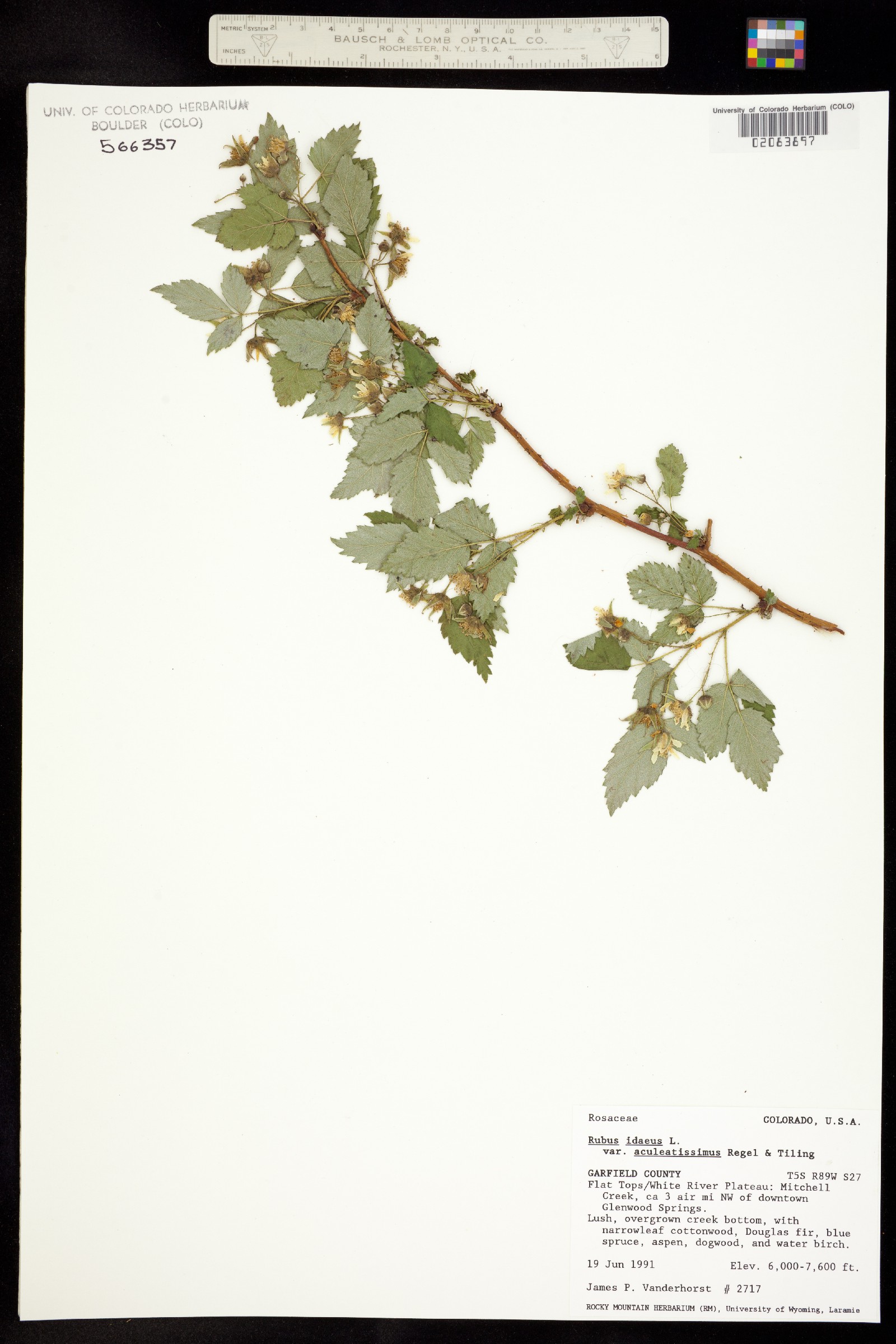 Rubus idaeus image