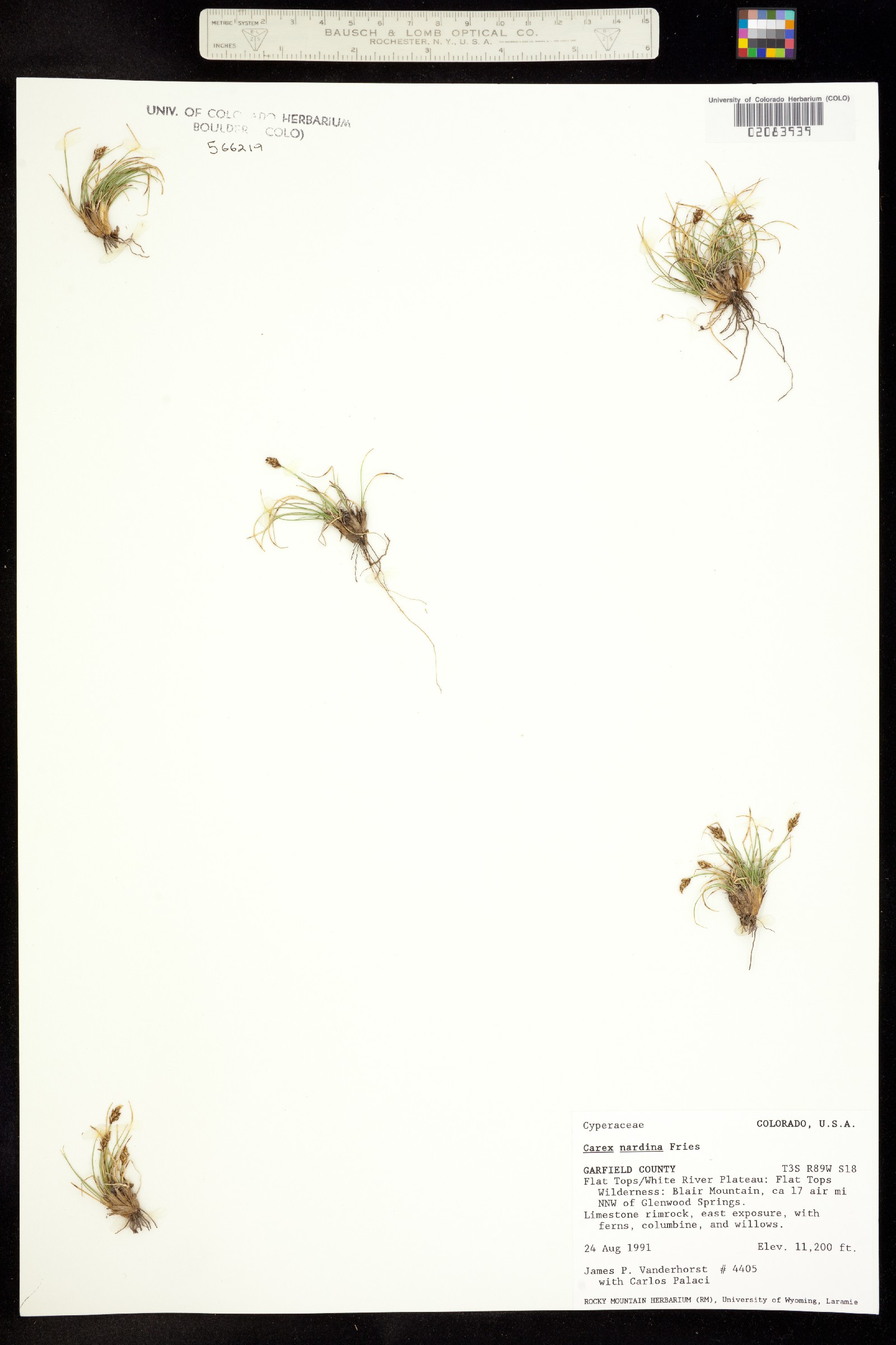 Carex nardina image