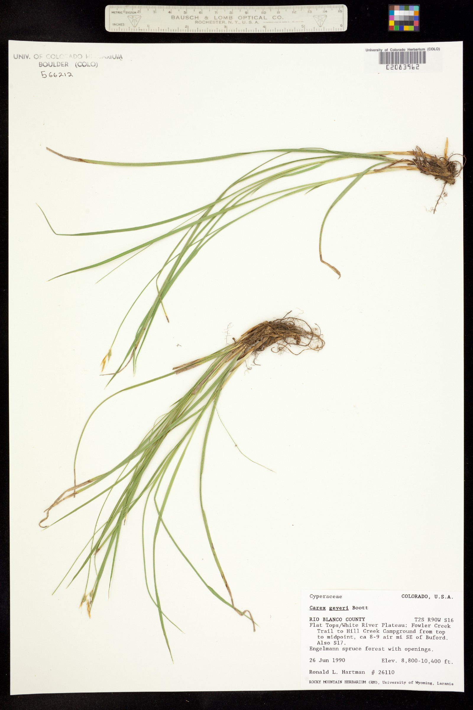 Carex geyeri image