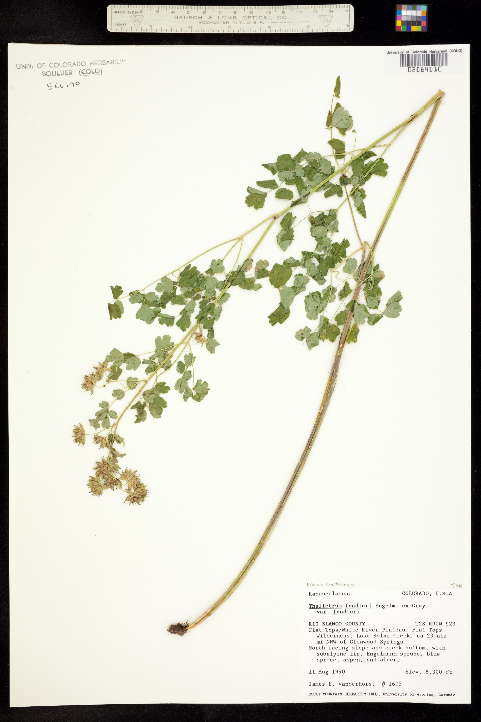 Thalictrum fendleri image