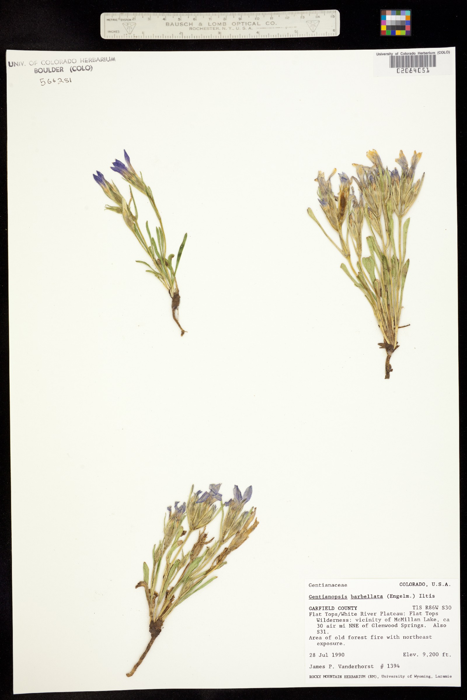 Gentianopsis barbellata image