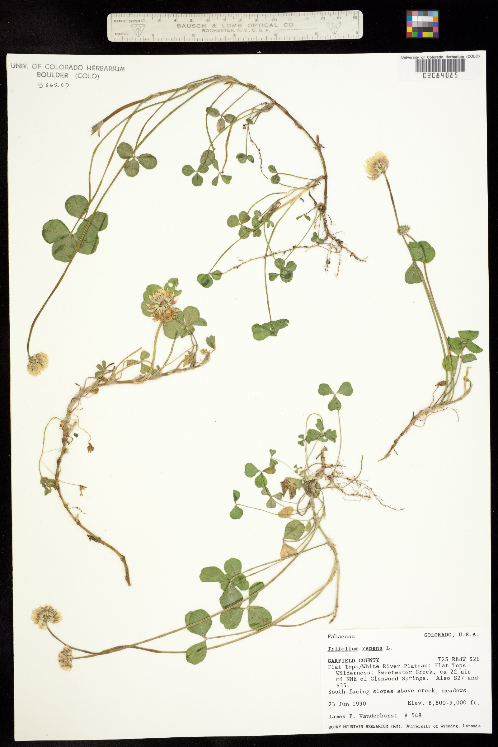 Trifolium image